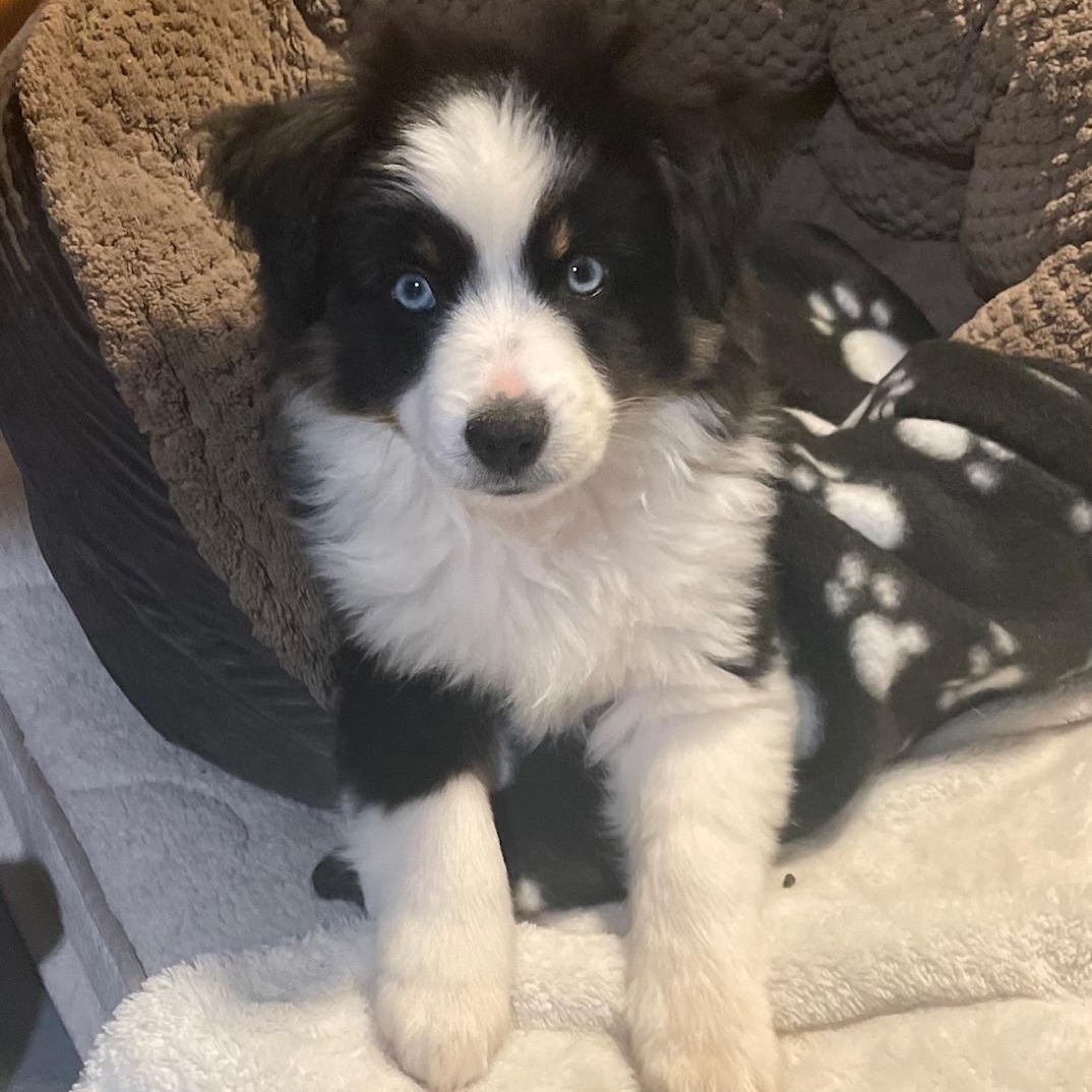 Spitfire Cinch, ADOPTABLE, Puppy Male Australian Shepherd.