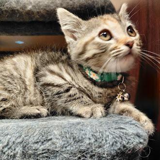 Great Value, Adoptable, Young Female Domestic Short Hair.