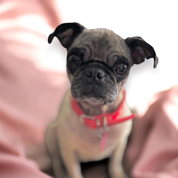 Enlarge Lydia, a Adoptable Pug in Alvin, TX image 1/1