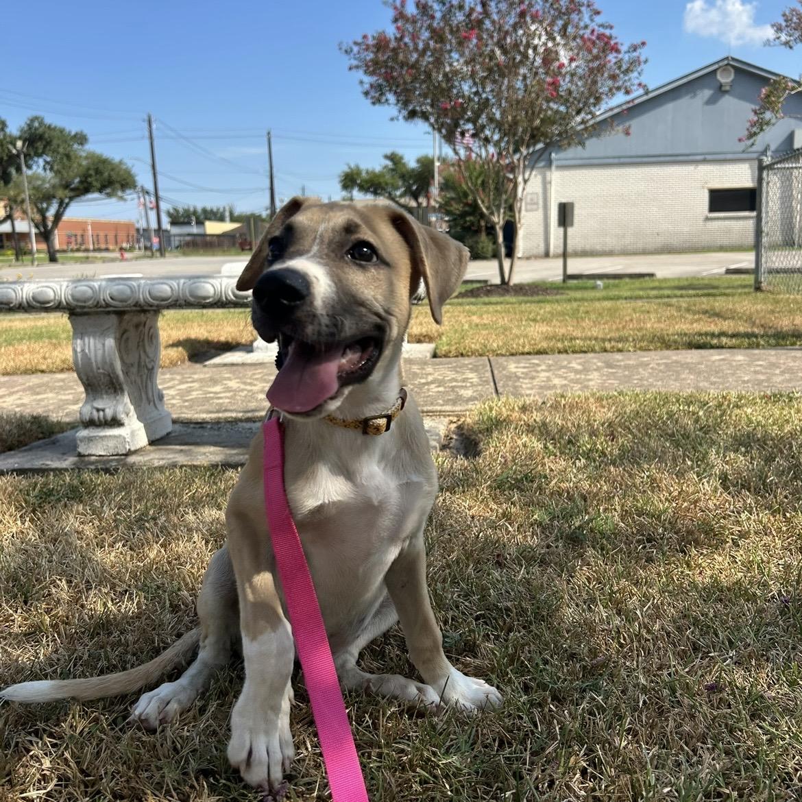 Enlarge Rowan, a Adoptable mixed breed in Elkton, MD image 6/6