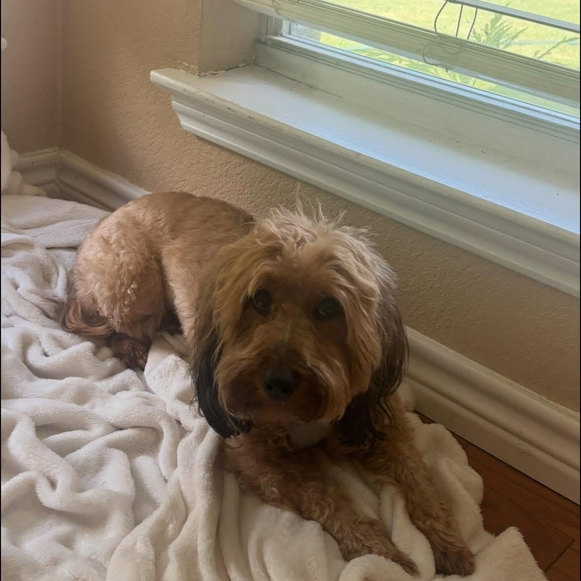 Enlarge Teddy Valentine, a ADOPTABLE Yorkie Poo in Dallas, TX image 2/4