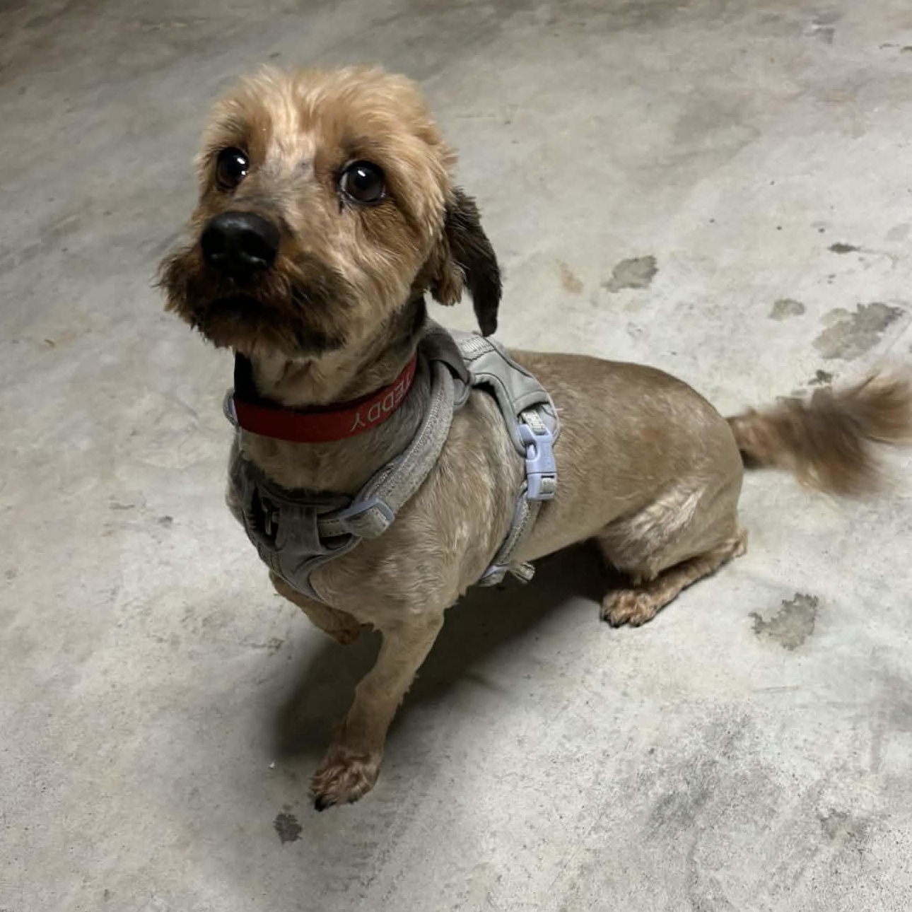 Enlarge Teddy Valentine, a ADOPTABLE Yorkie Poo in Dallas, TX image 3/4