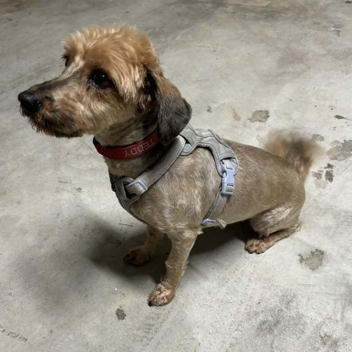 Enlarge Teddy Valentine, a ADOPTABLE Yorkie Poo in Dallas, TX image 4/4