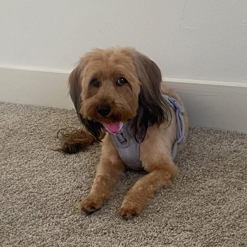 Enlarge Teddy Valentine, a ADOPTABLE Yorkie Poo in Dallas, TX image 1/4