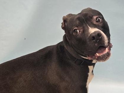 Toulouse, Adoptable, Adult Male Pit Bull Terrier & Mixed Breed.