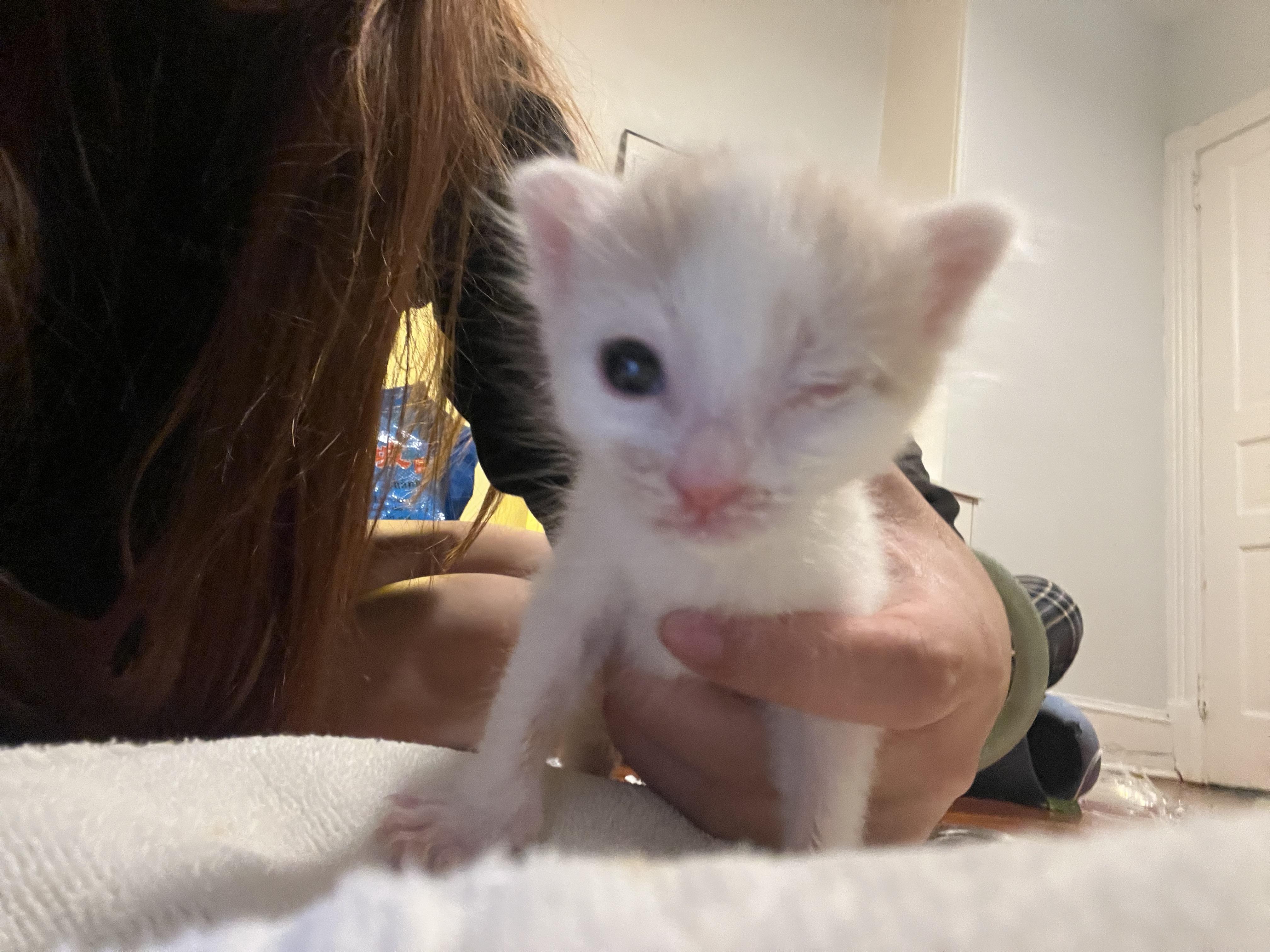 Shawn Michaels, Adopted, Young Male Domestic Short Hair.