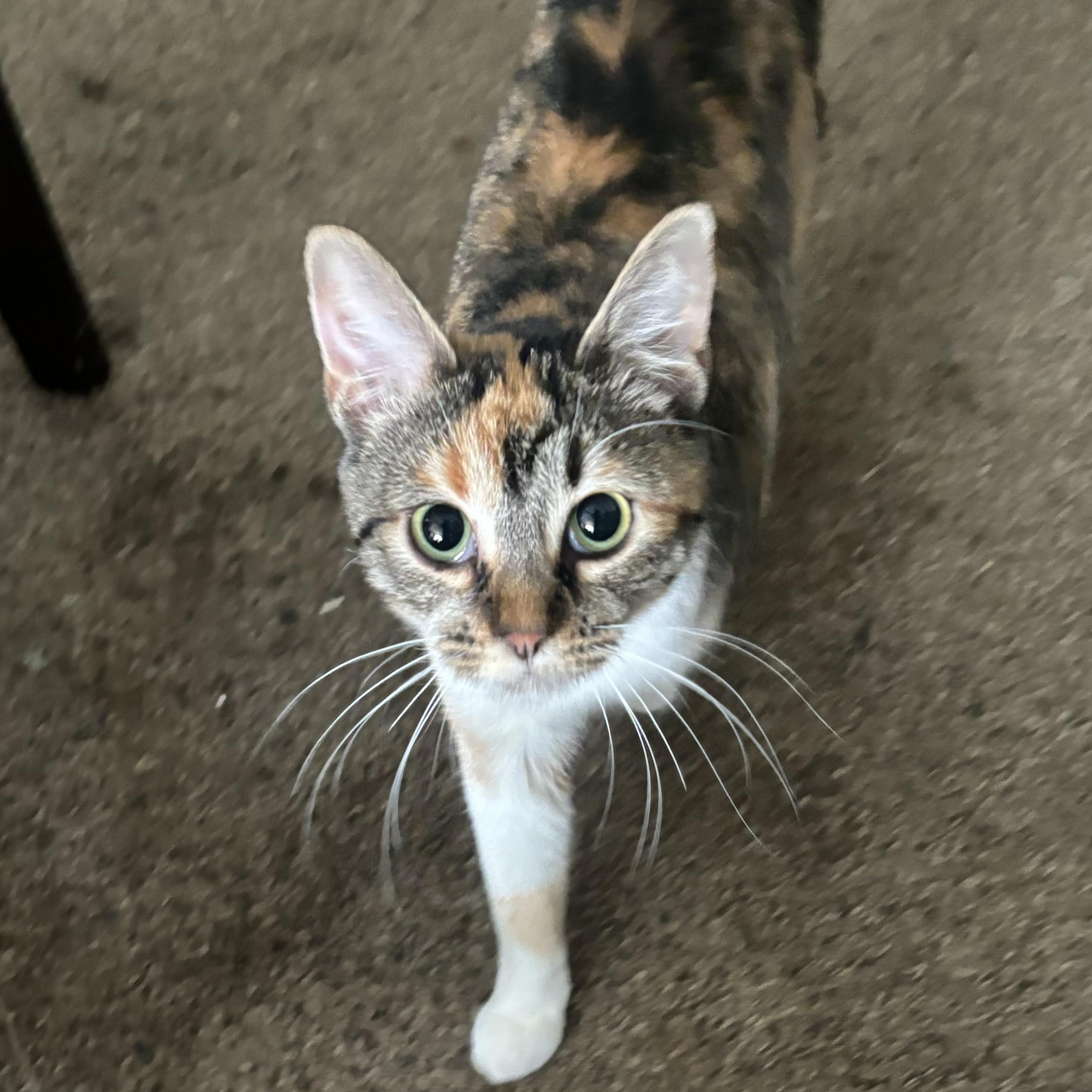 Disco, Young Female Domestic Short Hair