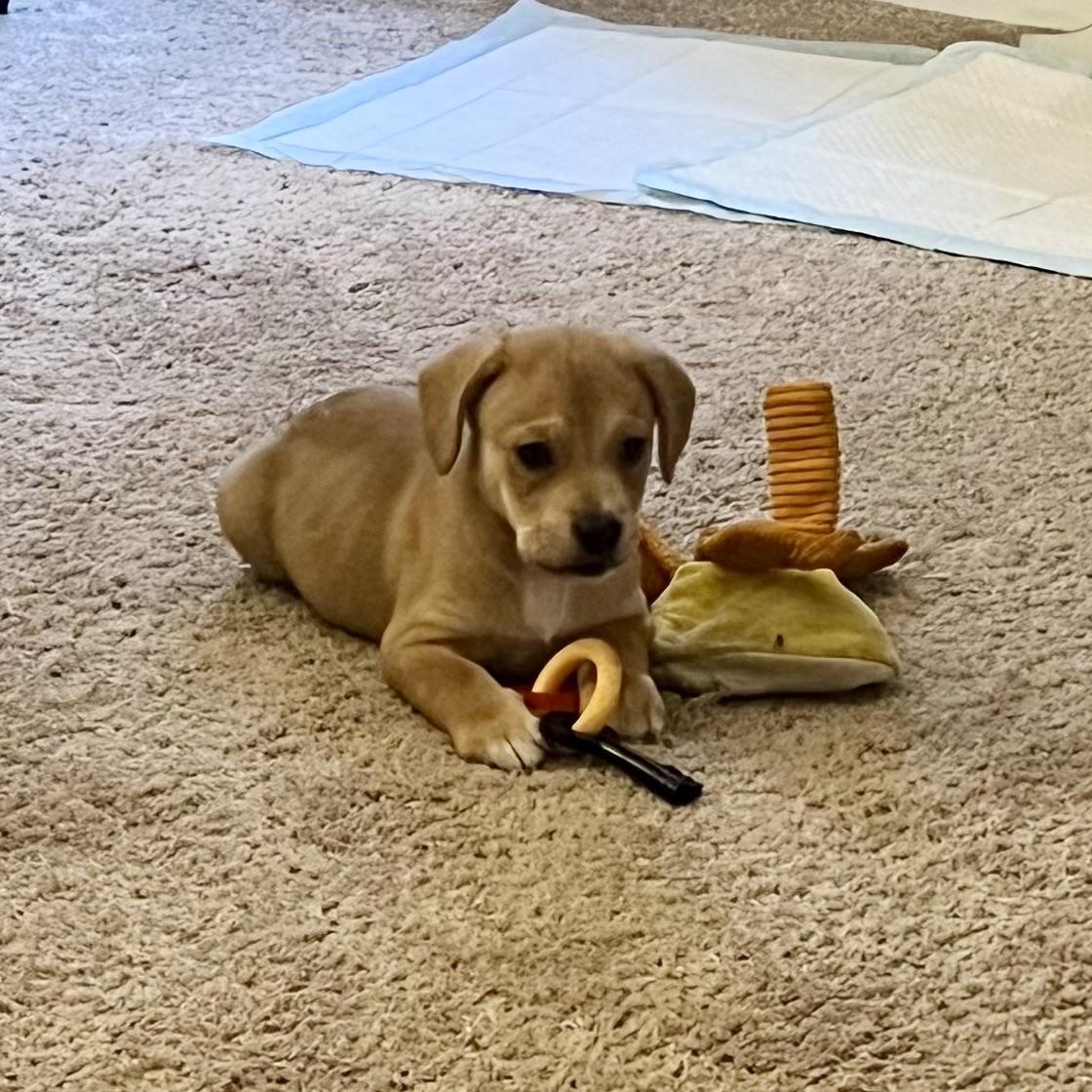 Enlarge Schwartz, a ADOPTABLE mixed breed in Rock Hill, SC image 6/6