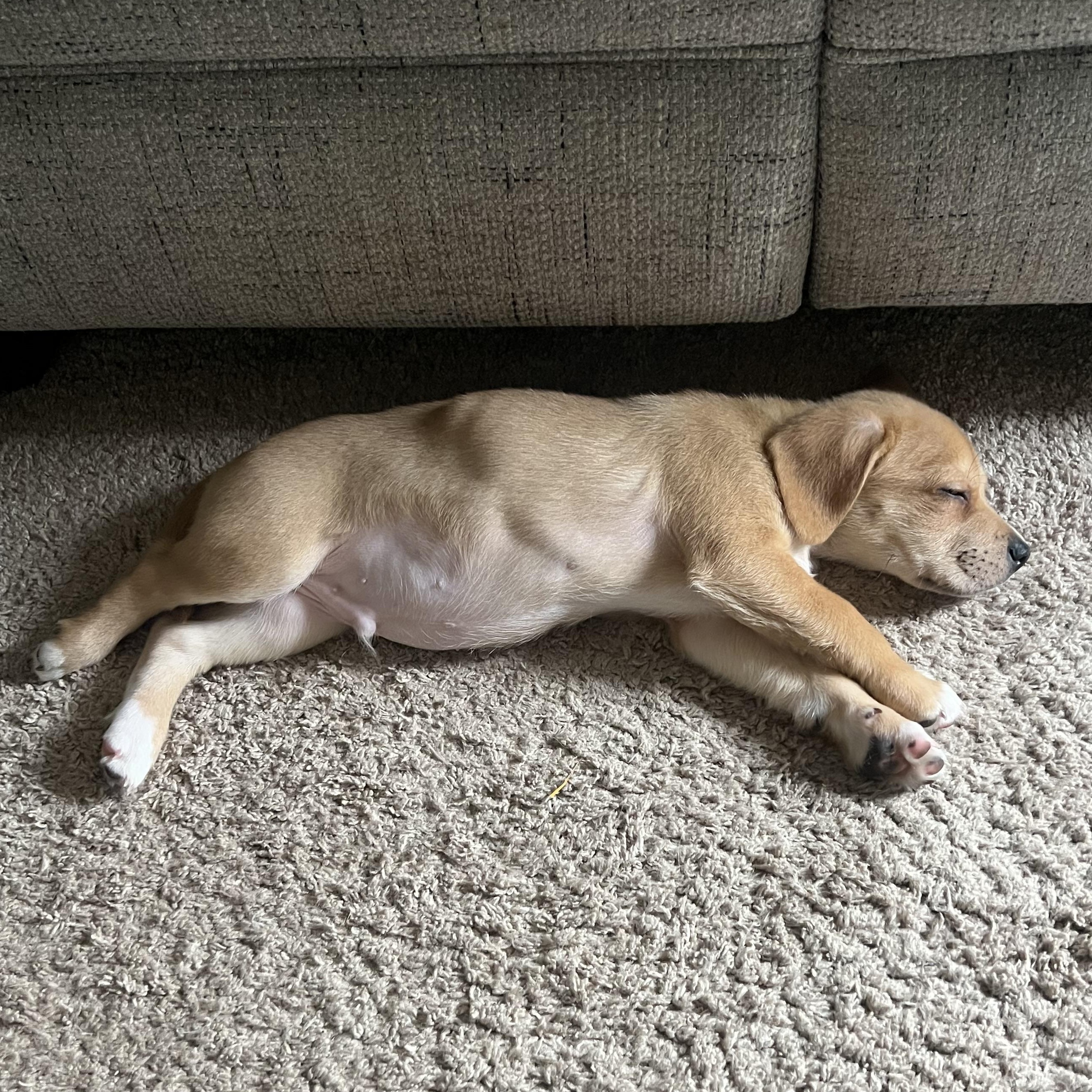 Enlarge Schwartz, a ADOPTABLE mixed breed in Rock Hill, SC image 5/6