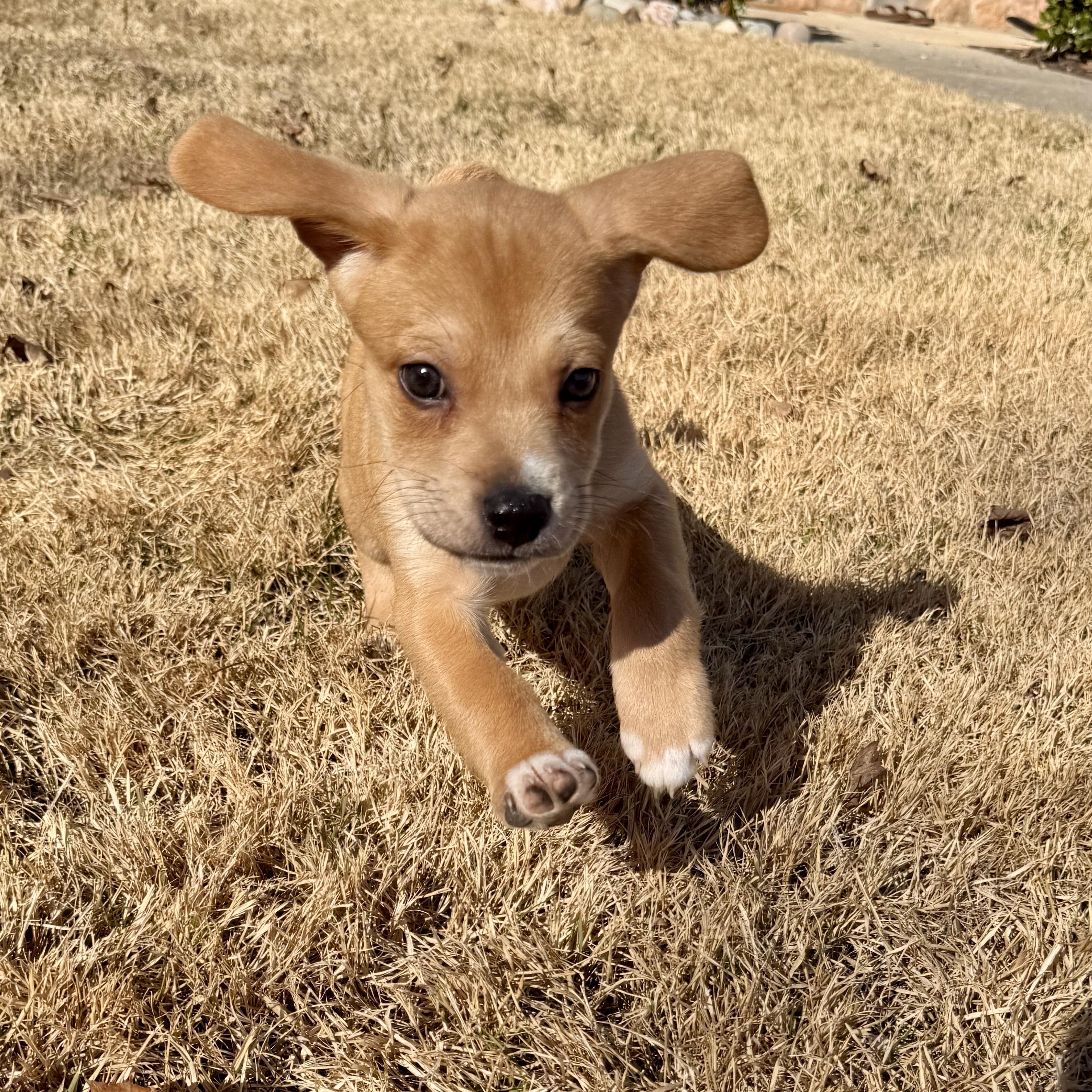 Enlarge Schwartz, a ADOPTABLE mixed breed in Rock Hill, SC image 3/6