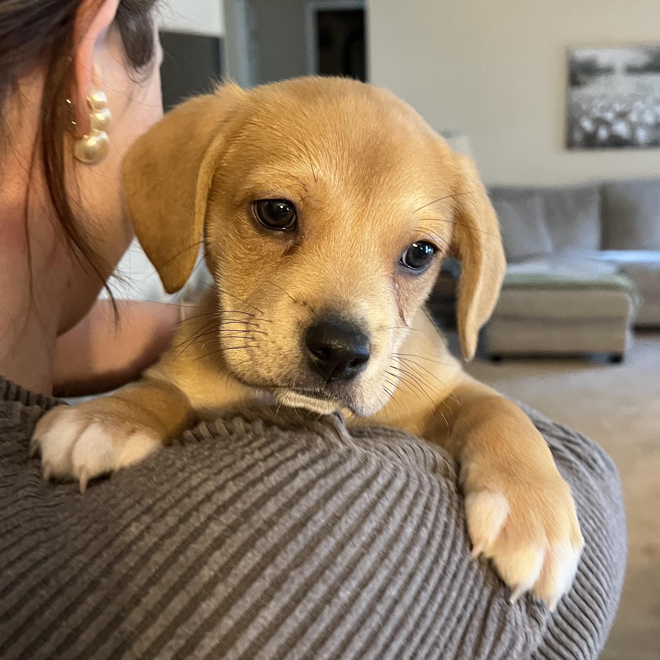 Enlarge Schwartz, a ADOPTABLE mixed breed in Rock Hill, SC image 1/6