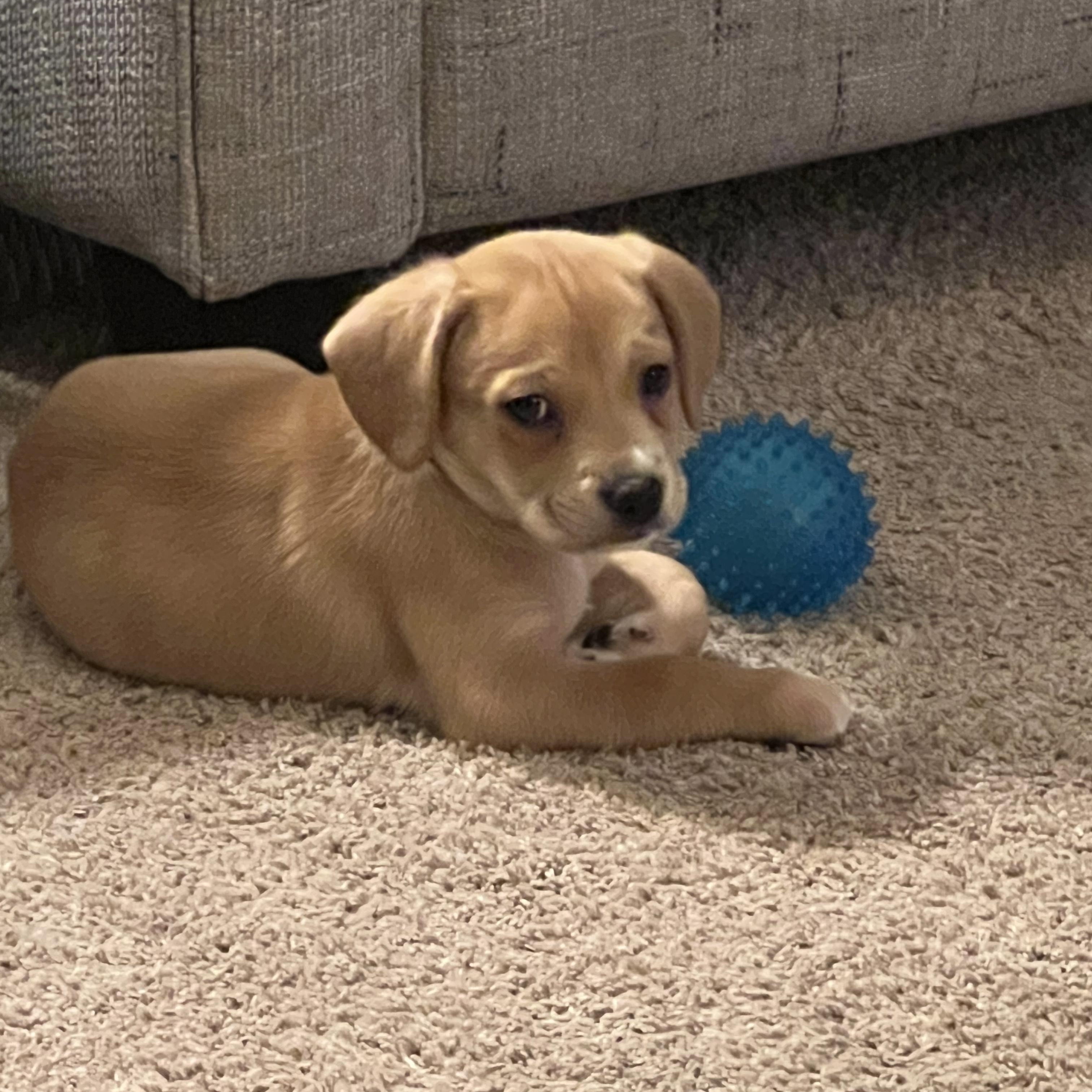 Enlarge Schwartz, a ADOPTABLE mixed breed in Rock Hill, SC image 4/6