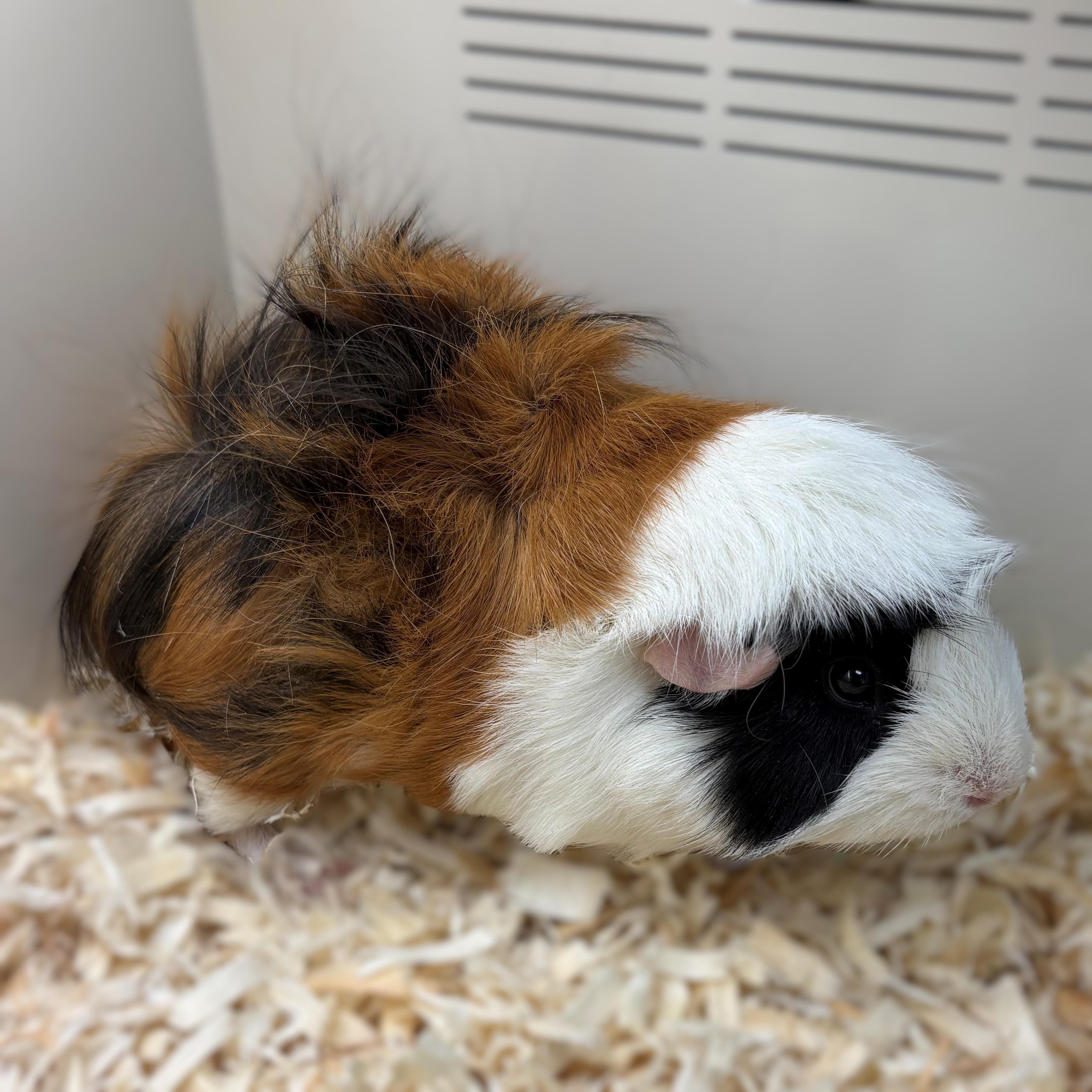 Enlarge Cookie- #50859, an adopted Abyssinian in Columbia, MD image 1/1