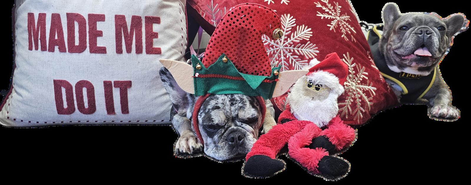 Pepper FH, Adoptable, Adult Female French Bulldog.