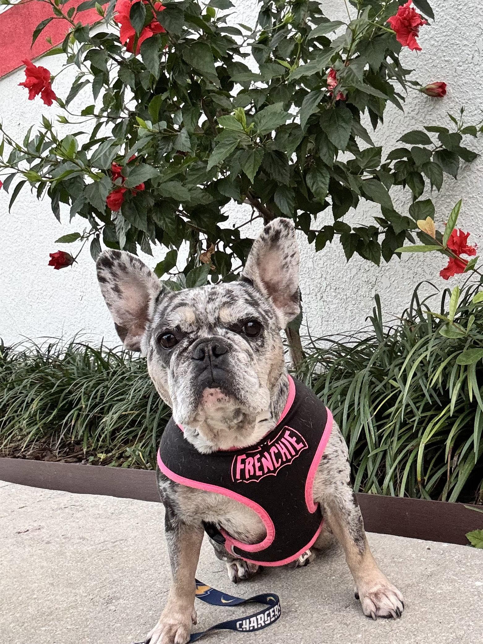 Pepper FH, Adoptable, Adult Female French Bulldog.