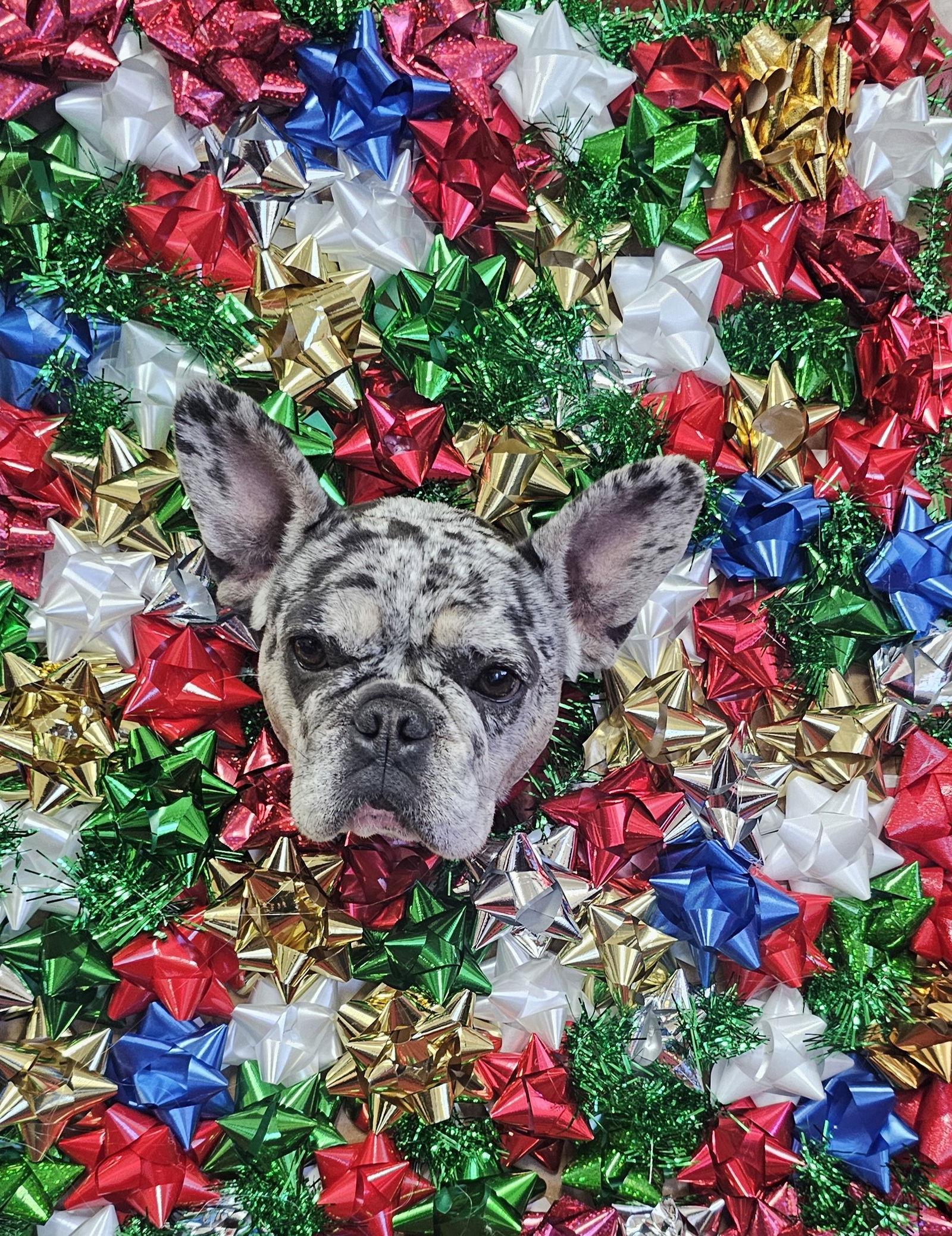 Pepper FH, a Adoptable French Bulldog in Sanford, FL image 2/3