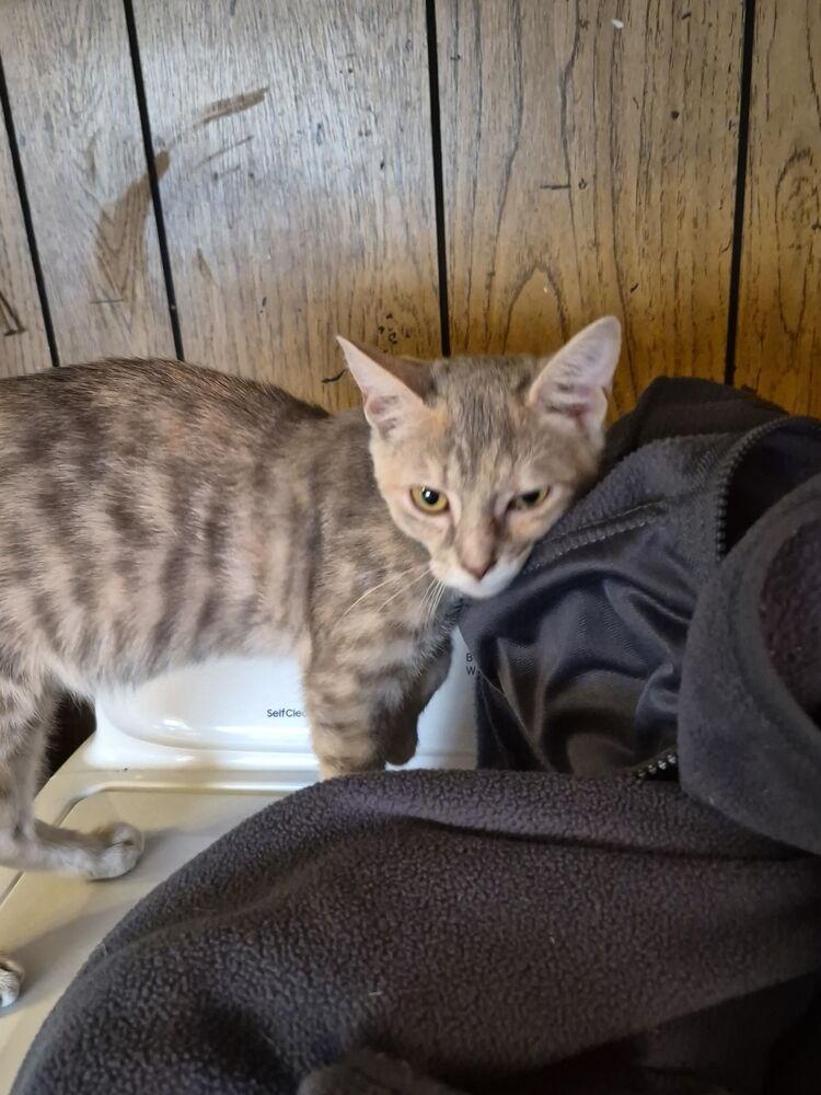 Enlarge Crimson, a Adoptable Domestic Short Hair in Kannapolis, NC image 1/2