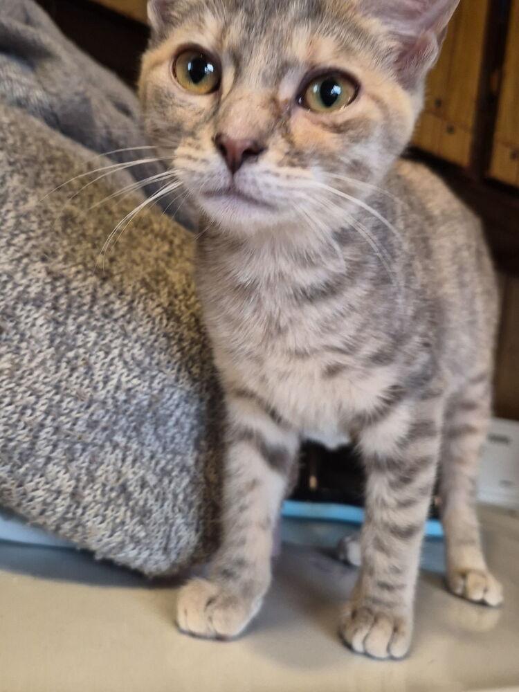 Enlarge Crimson, a Adoptable Domestic Short Hair in Kannapolis, NC image 2/2