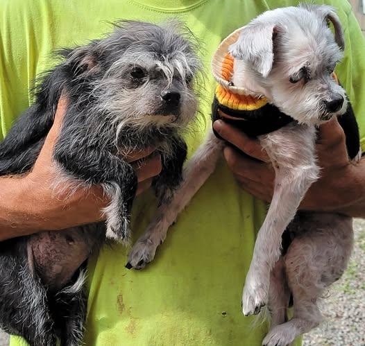 Sara & Lovey, Adopted, Senior Female Chihuahua.