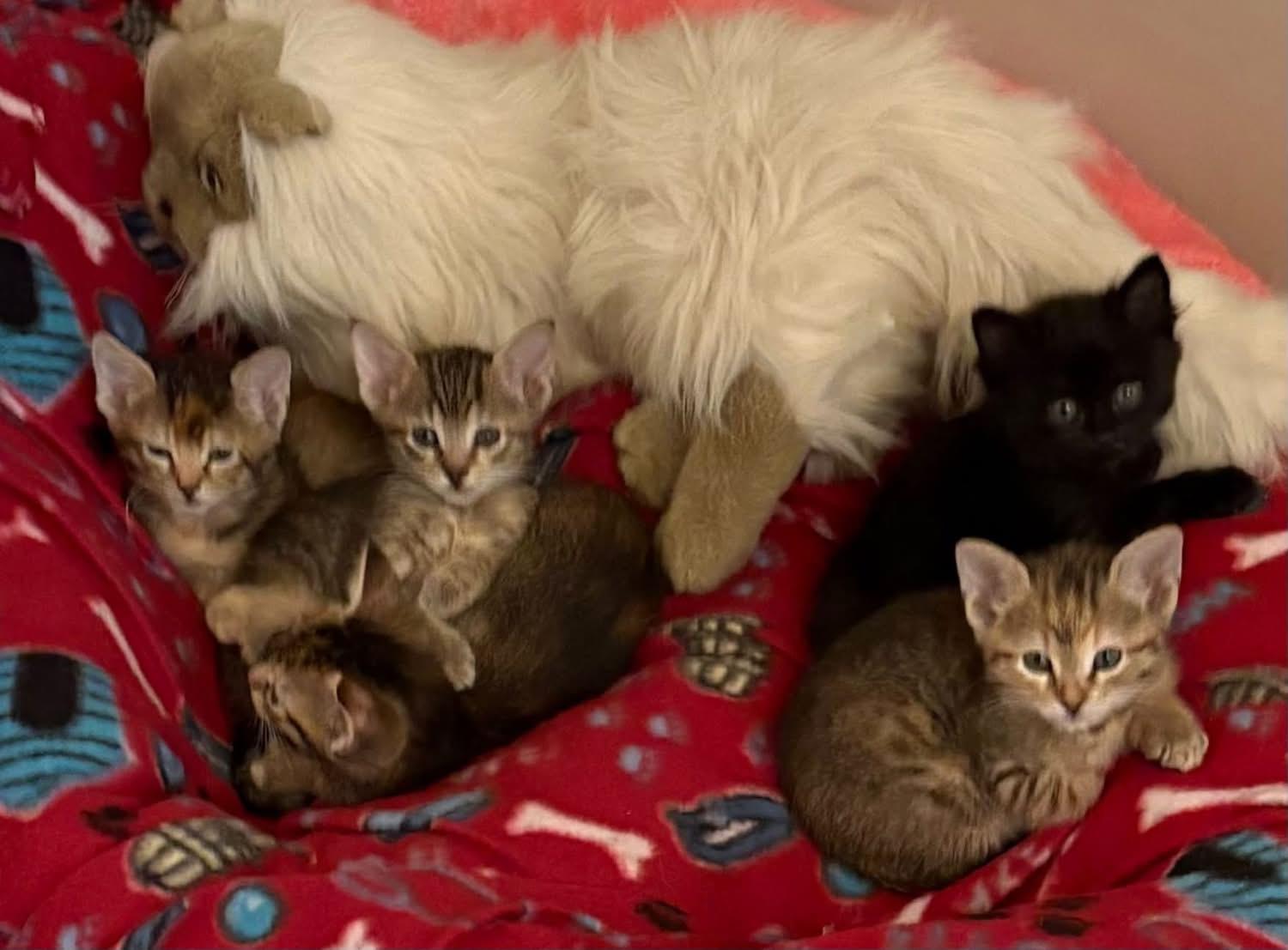 Banshee, Siren and Screech, Adoptable, Kitten Female Domestic Long Hair & American Shorthair.