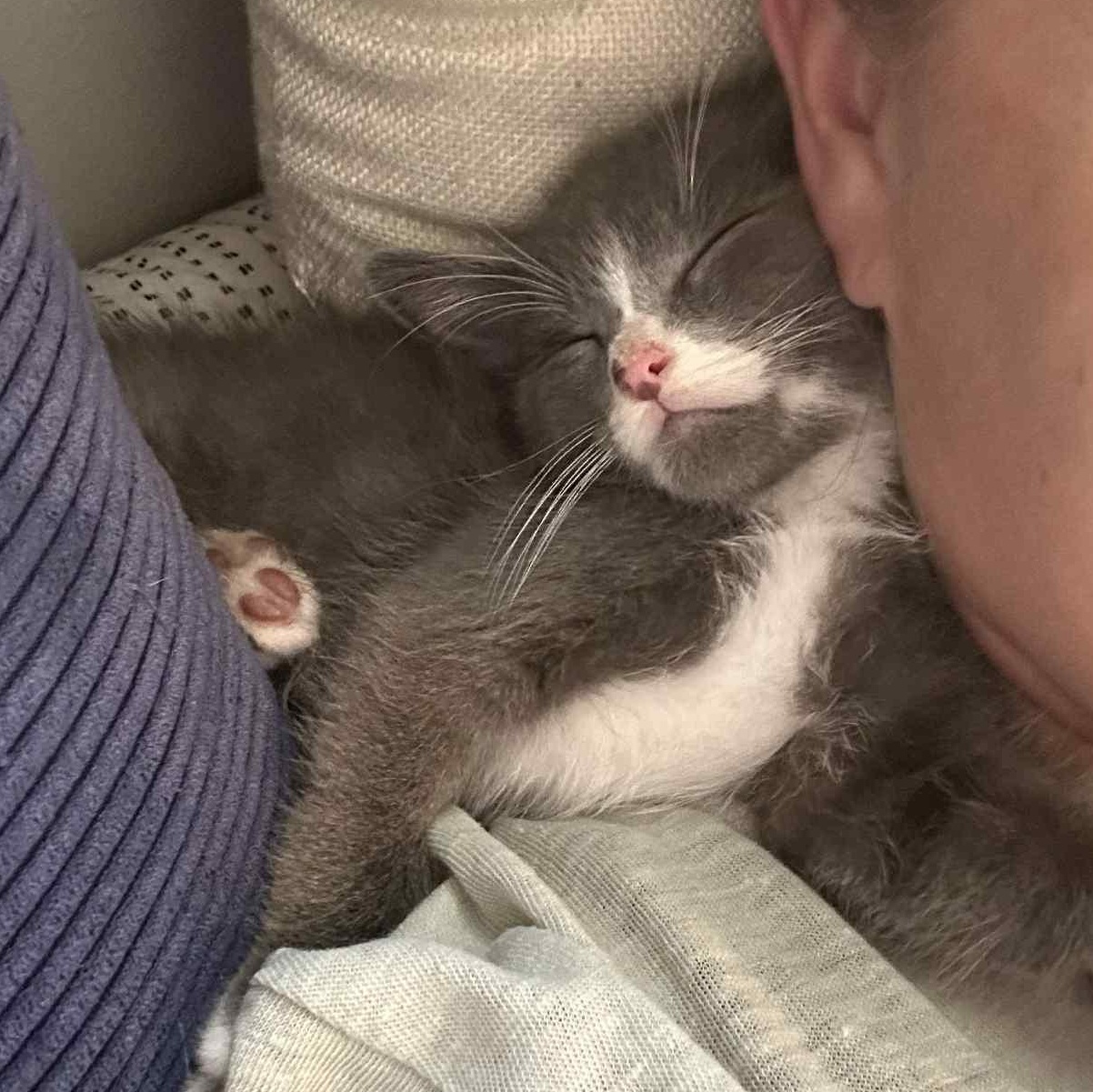 Enlarge :::Marc:::, an adopted mixed breed in Yorba Linda, CA image 5/6