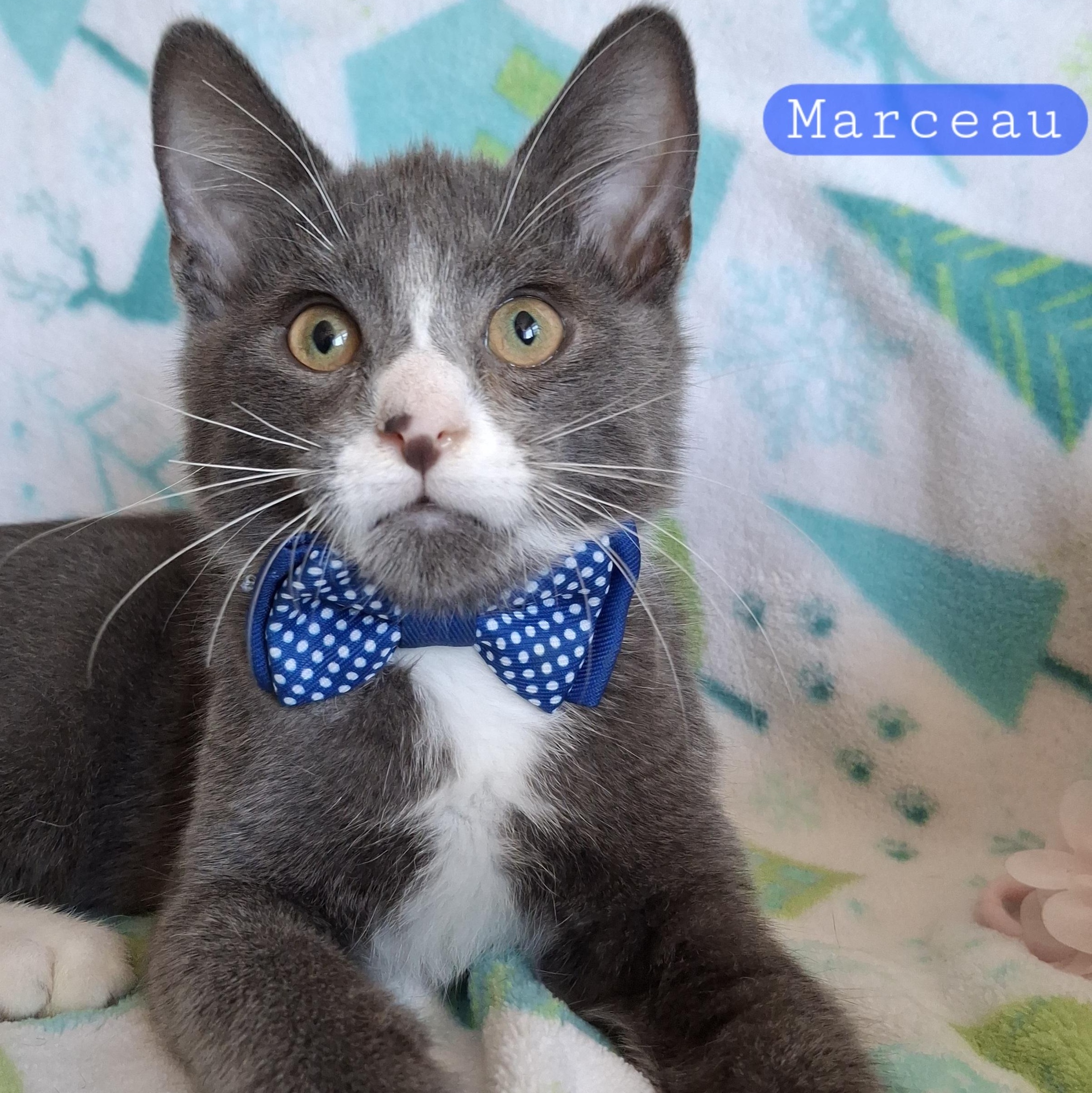 Enlarge :::Marc:::, an adopted mixed breed in Yorba Linda, CA image 1/6