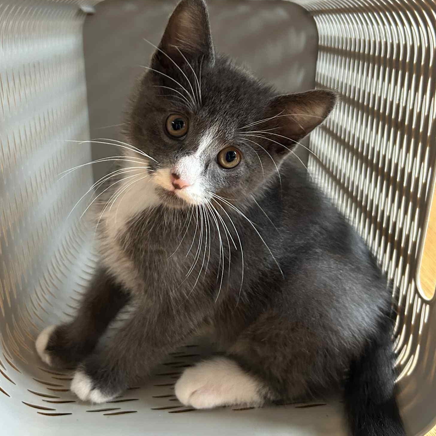 Enlarge :::Marc:::, an adopted mixed breed in Yorba Linda, CA image 6/6