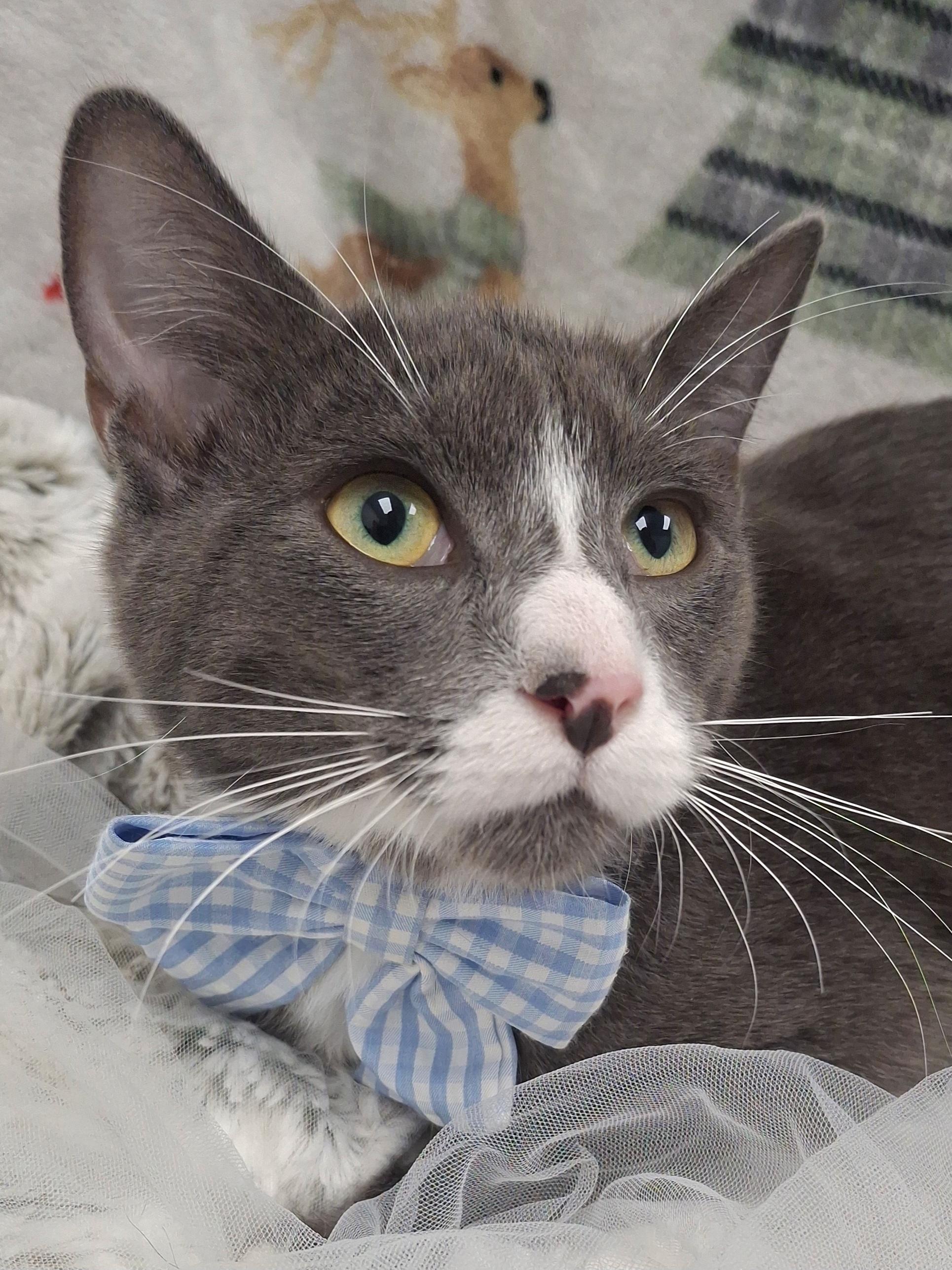 Enlarge :::Marc:::, an adopted mixed breed in Yorba Linda, CA image 3/6