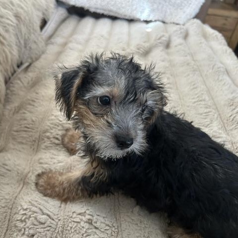 Kolby, adopted, Puppy Male Yorkshire Terrier.