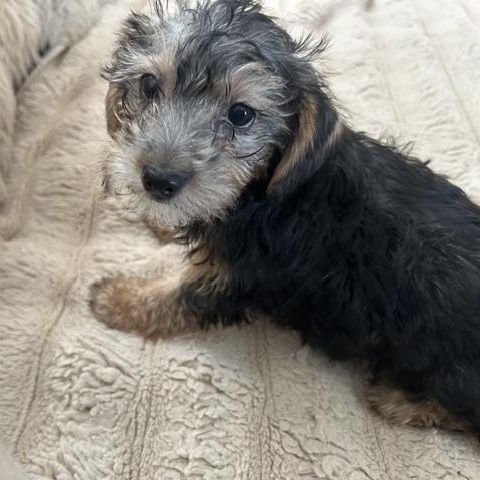 Enlarge Kolby, an adopted mixed breed in Tulsa, OK image 2/2