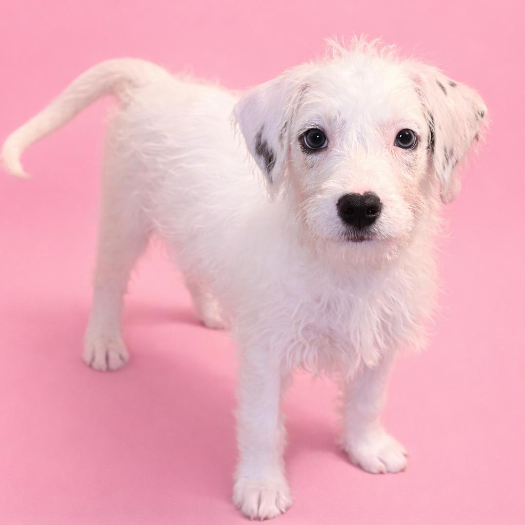 Enlarge Hope, a Adoptable Mixed Breed in Rockville, MD image 1/4