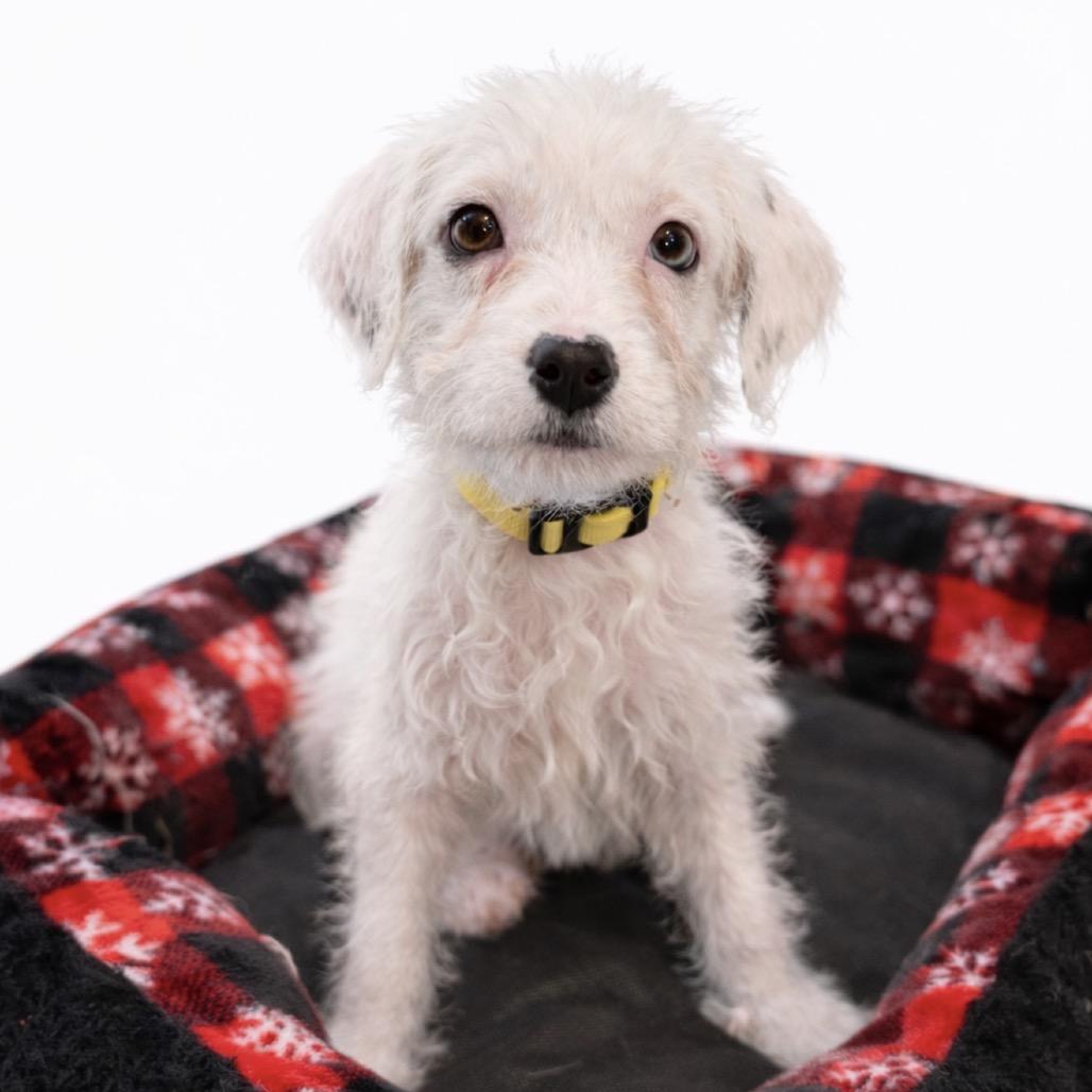 Enlarge Hope, a Adoptable Mixed Breed in Rockville, MD image 2/4