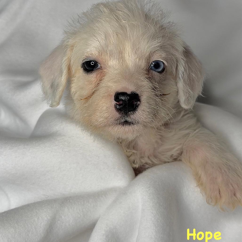 Enlarge Hope, a Adoptable Mixed Breed in Rockville, MD image 3/4