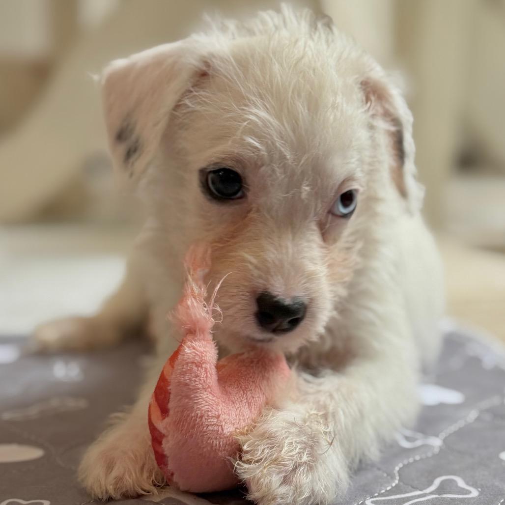Enlarge Hope, a Adoptable Mixed Breed in Rockville, MD image 4/4