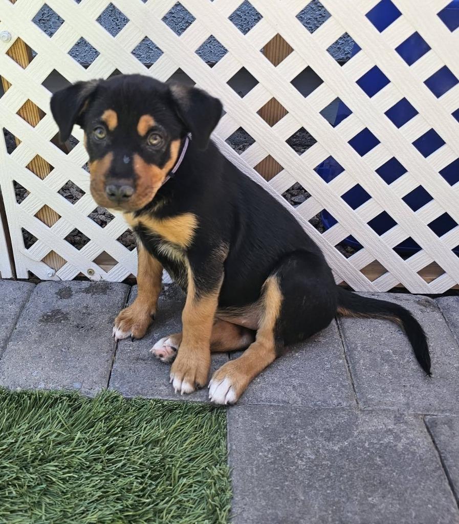 Enlarge Allison, a Adoptable mixed breed in Mesa, AZ image 2/4