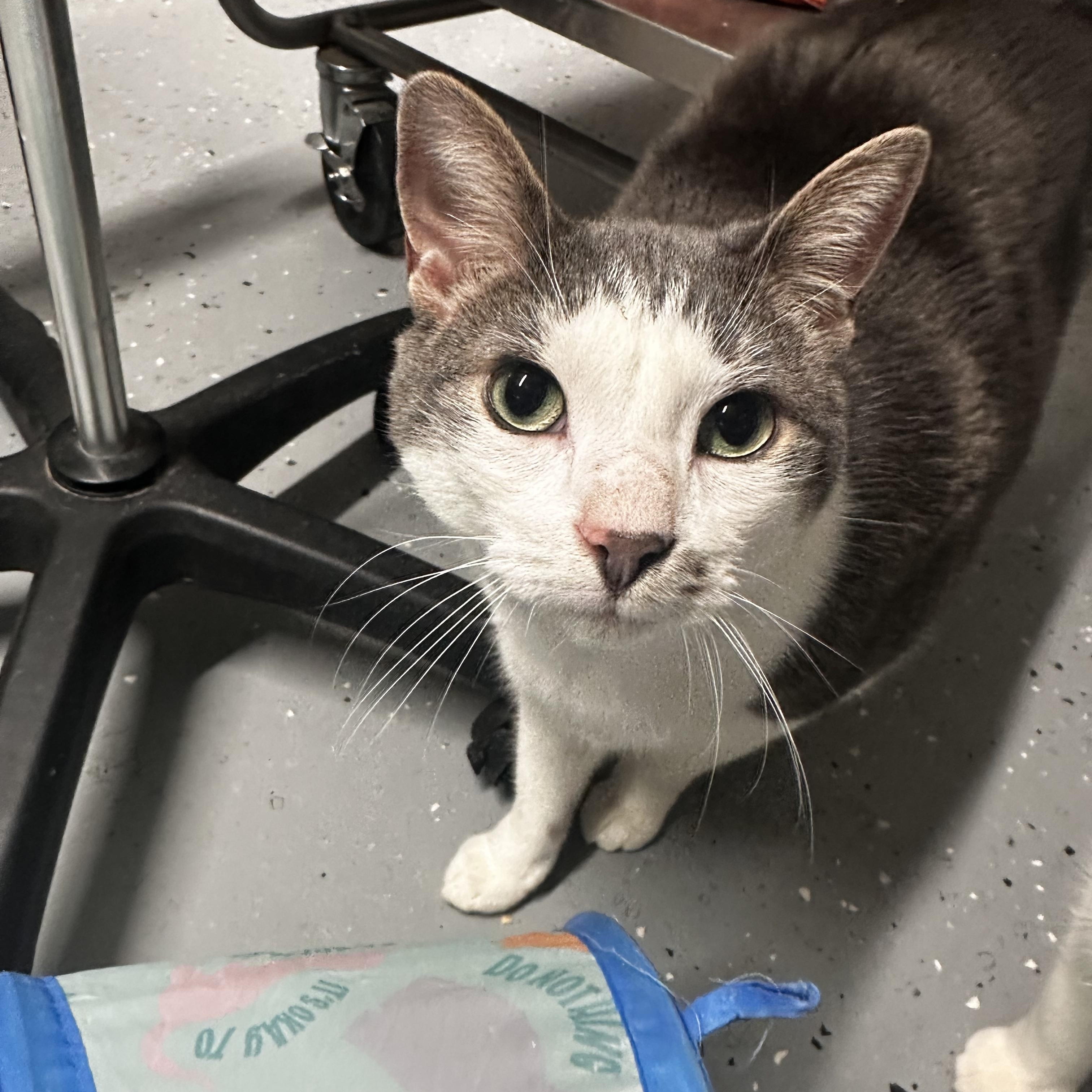 Wonton, adopted, Adult Male Domestic Short Hair.