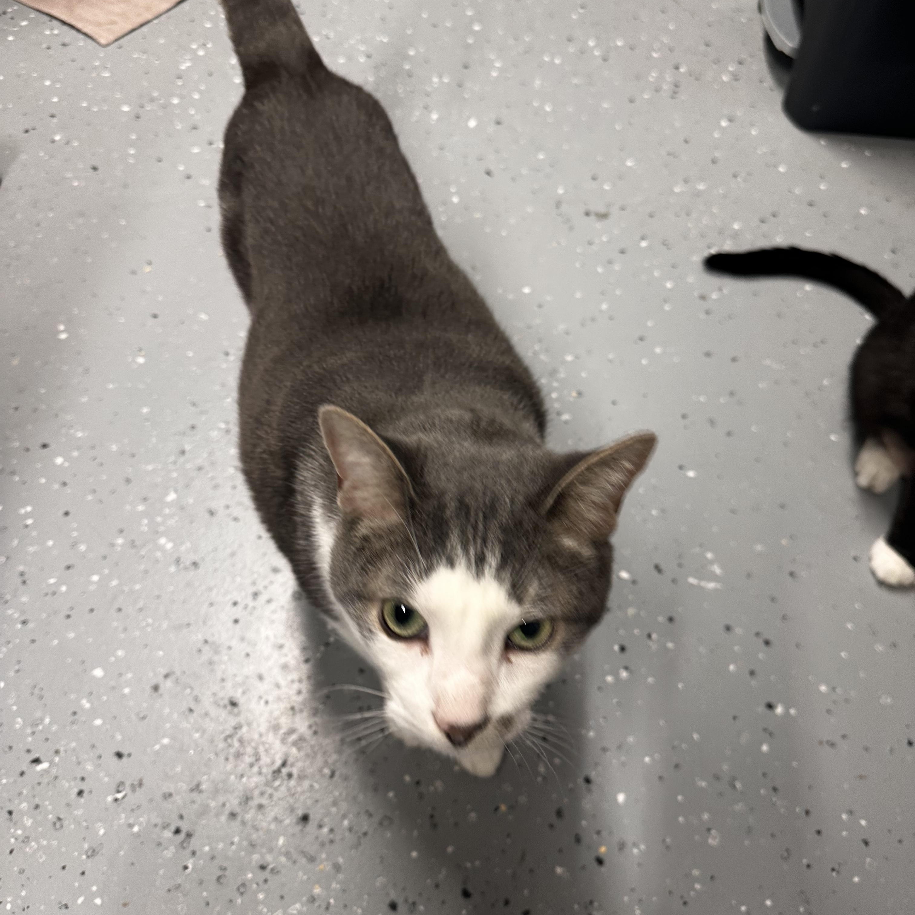 Enlarge Wonton, an adopted Domestic Short Hair in North East, MD image 3/3