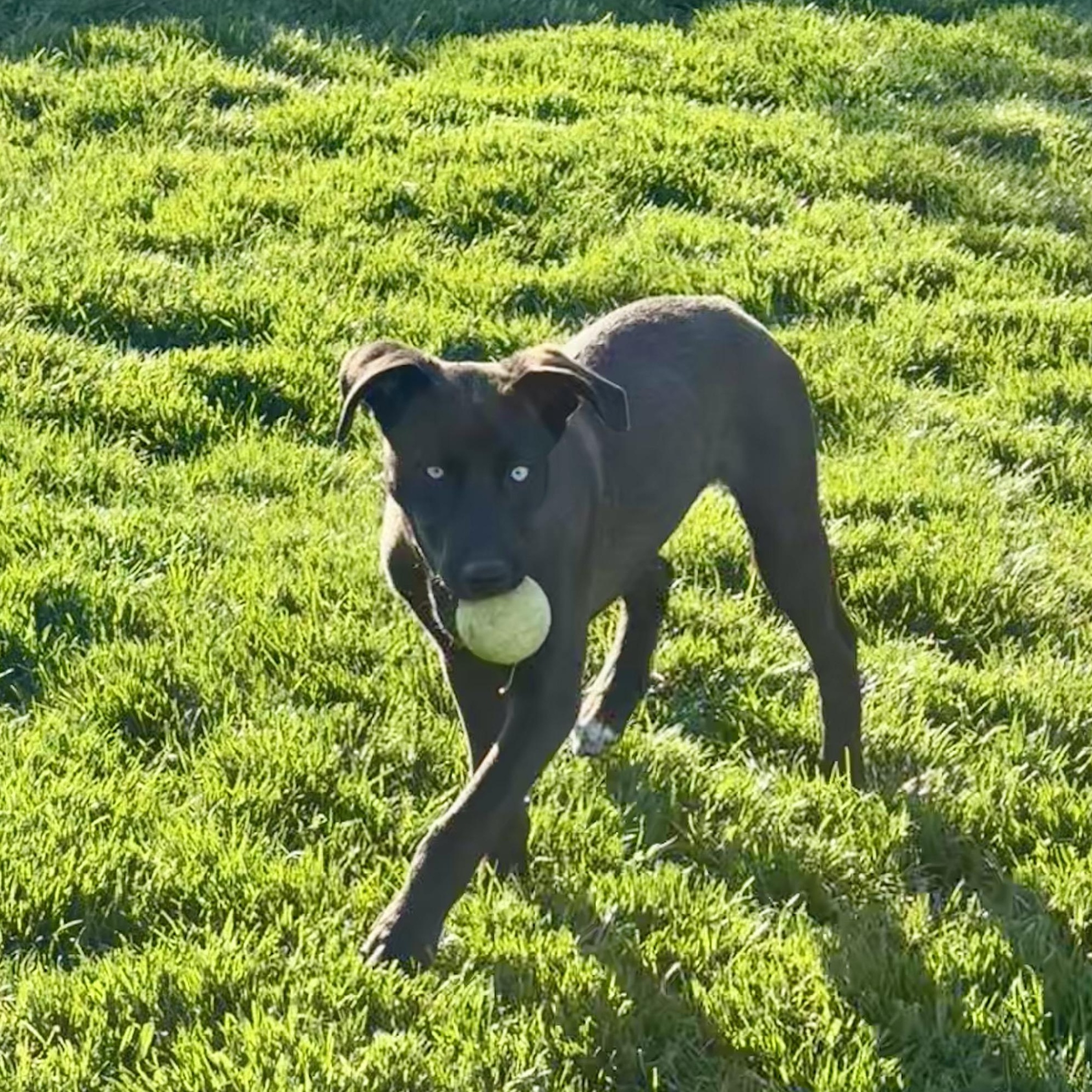 Enlarge Kiwi, a ADOPTABLE mixed breed in Lincoln, NE image 4/5