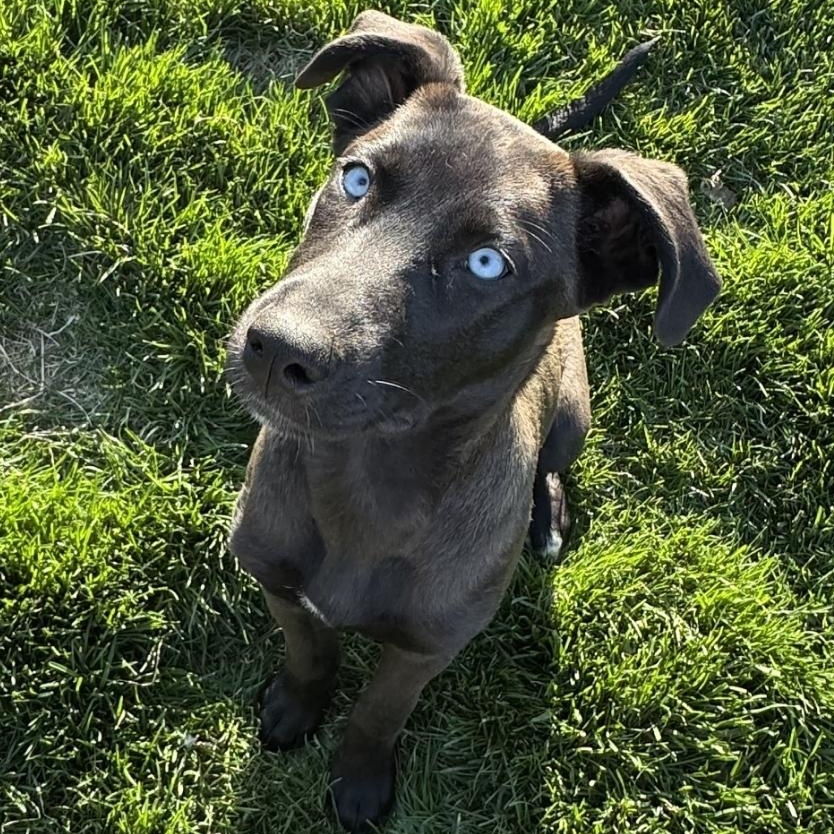 Kiwi, ADOPTABLE, Puppy Female Husky & Great Dane.