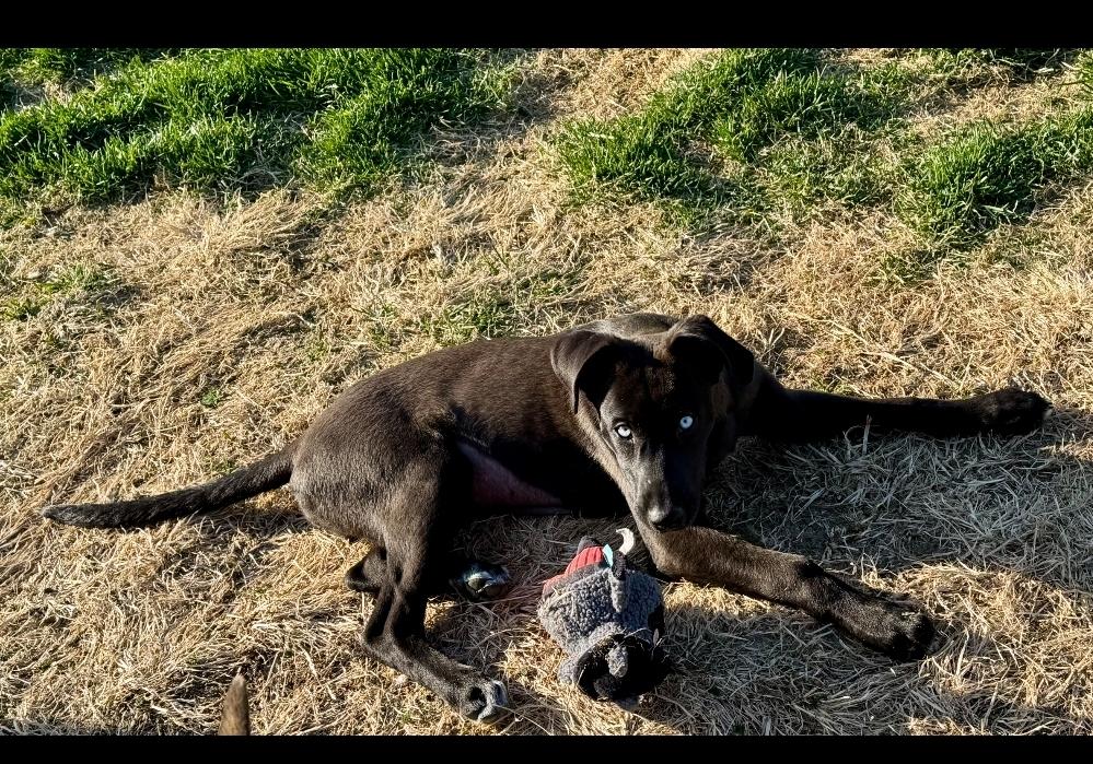 Enlarge Kiwi, a ADOPTABLE mixed breed in Lincoln, NE image 5/5