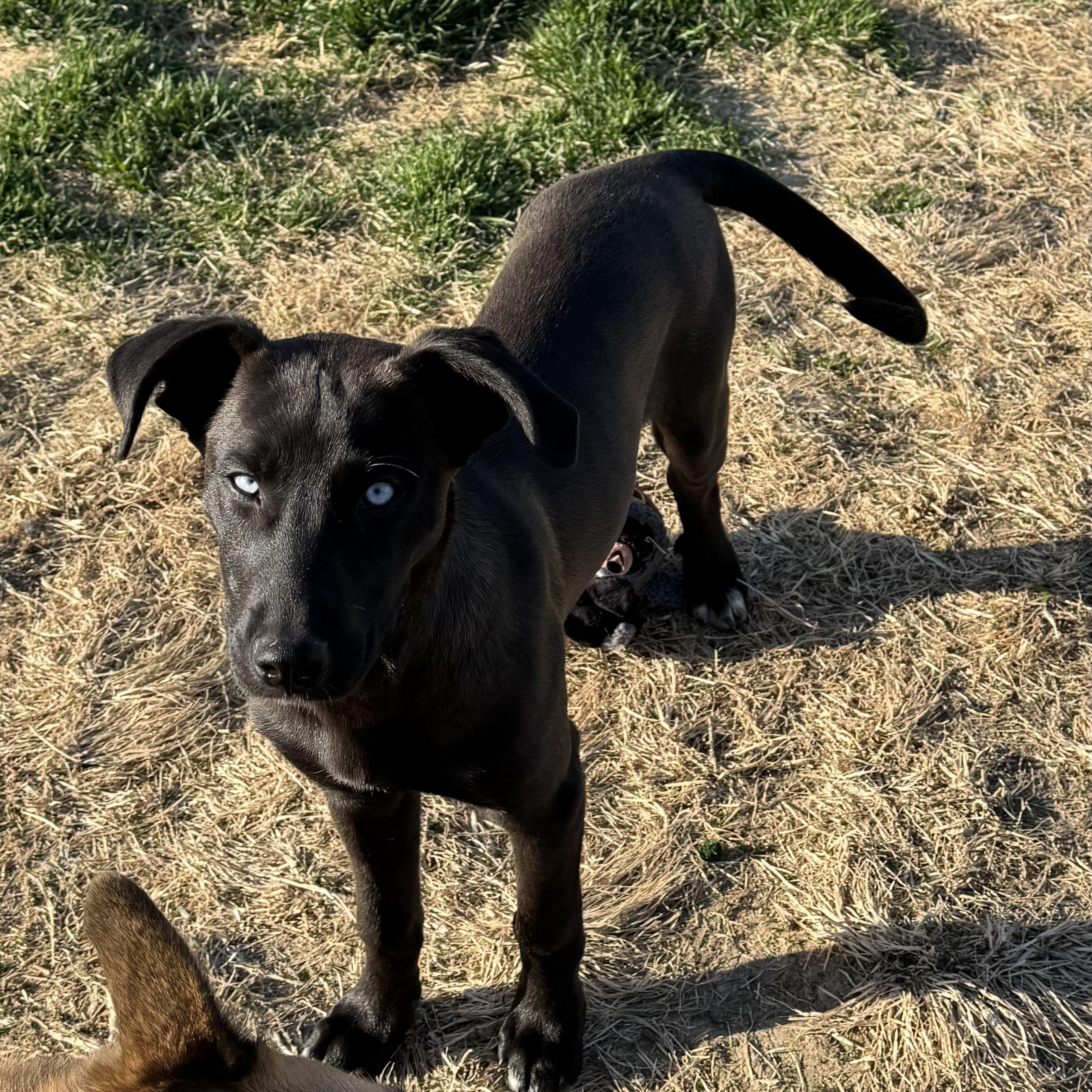 Enlarge Kiwi, a ADOPTABLE mixed breed in Lincoln, NE image 3/5