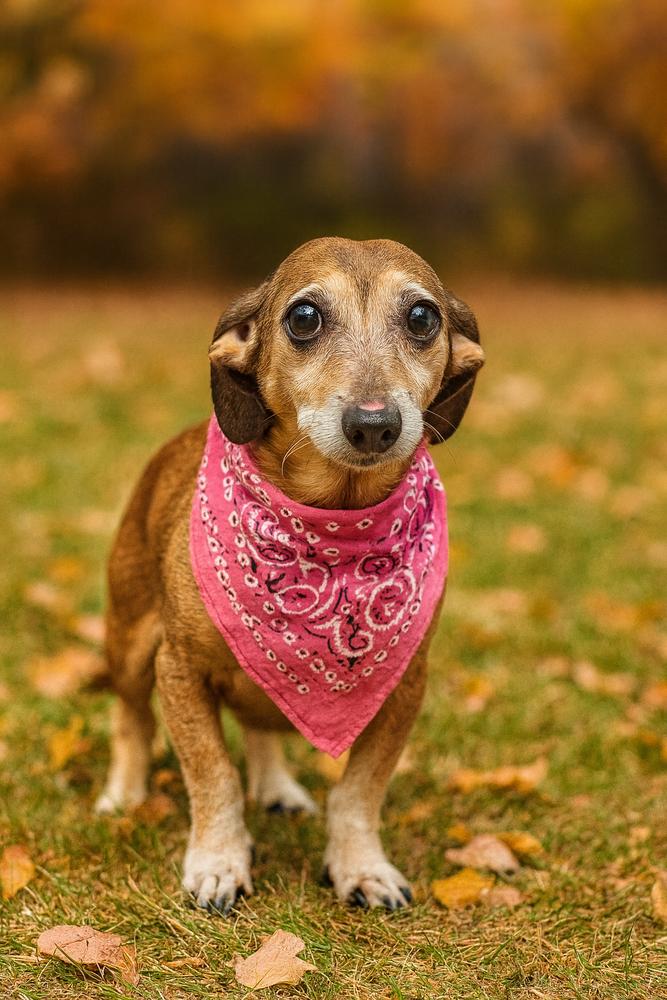 Copper, Adopted, Senior Female Dachshund & Chihuahua.