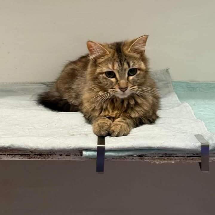 Lacey, Adoptable, Adult Female Domestic Medium Hair.