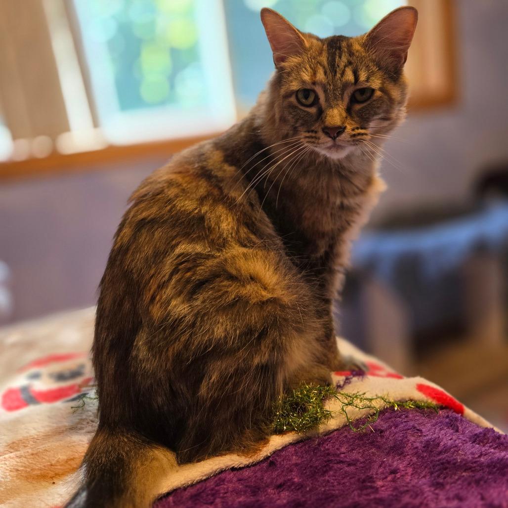Enlarge Lacey, a Adoptable Domestic Medium Hair in Hopkins, MN image 2/6