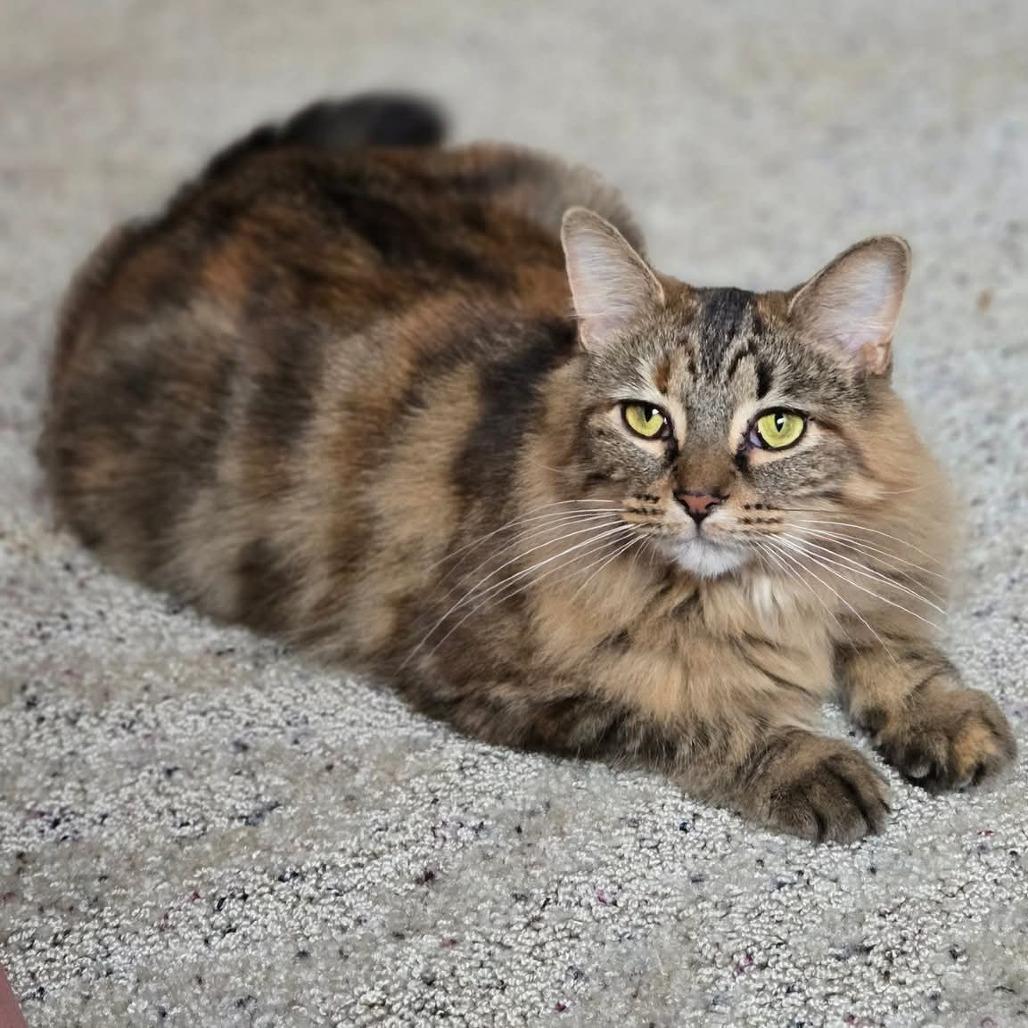 Enlarge Lacey, a Adoptable Domestic Medium Hair in Hopkins, MN image 4/6