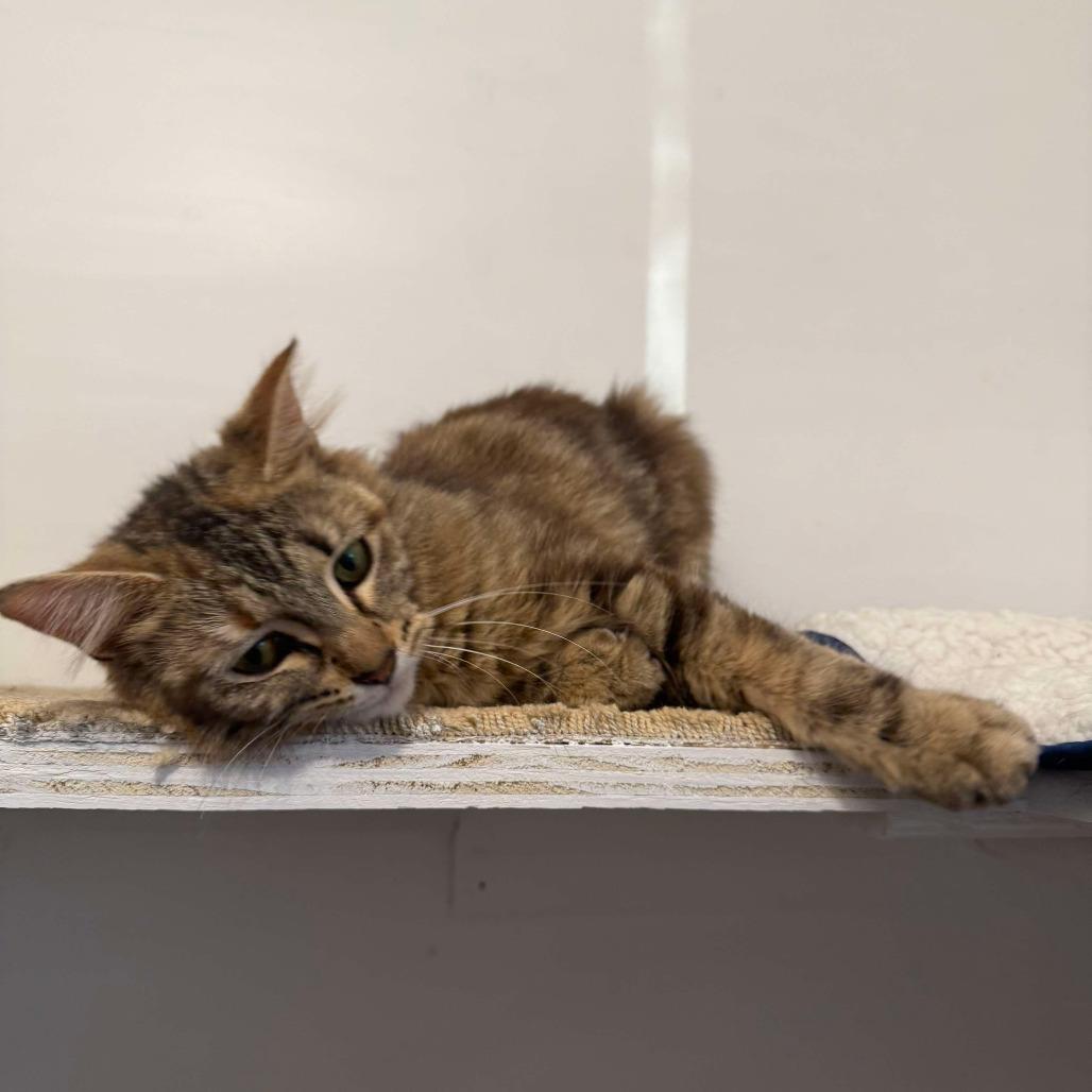 Enlarge Lacey, a Adoptable Domestic Medium Hair in Hopkins, MN image 3/6