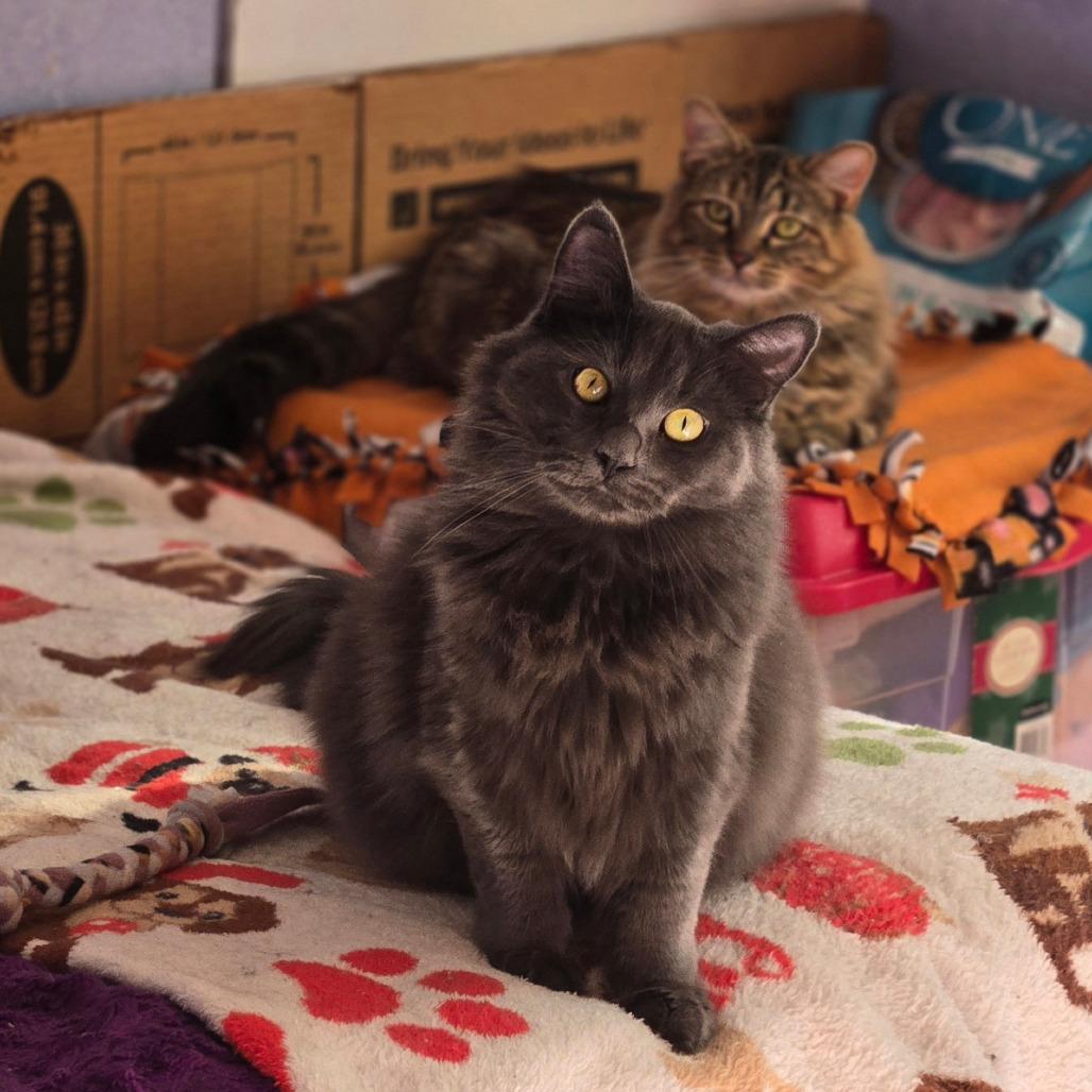 Enlarge Lacey, a Adoptable Domestic Medium Hair in Hopkins, MN image 4/6