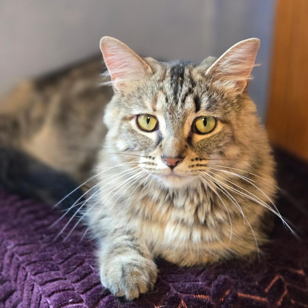 Enlarge Lacey, a Adoptable Domestic Medium Hair in Hopkins, MN image 5/6