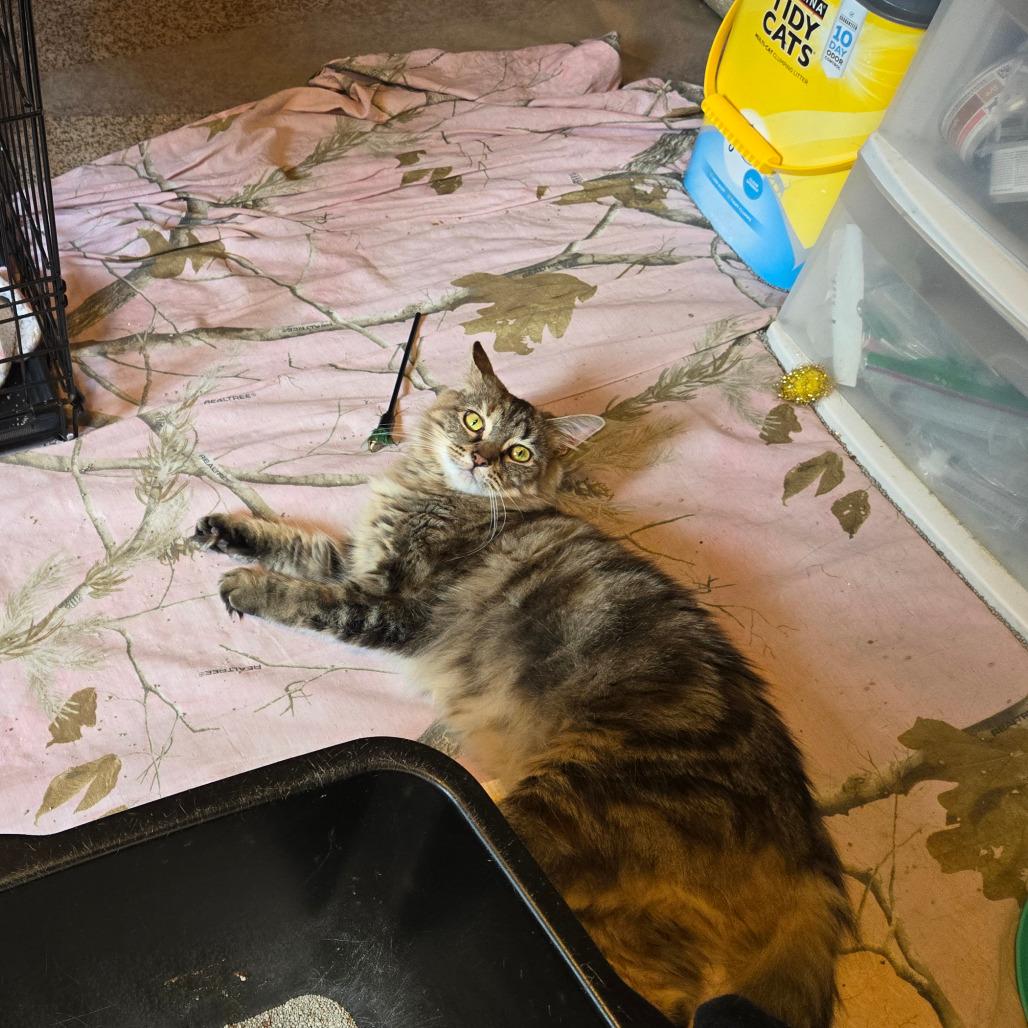 Enlarge Lacey, a Adoptable Domestic Medium Hair in Hopkins, MN image 6/6