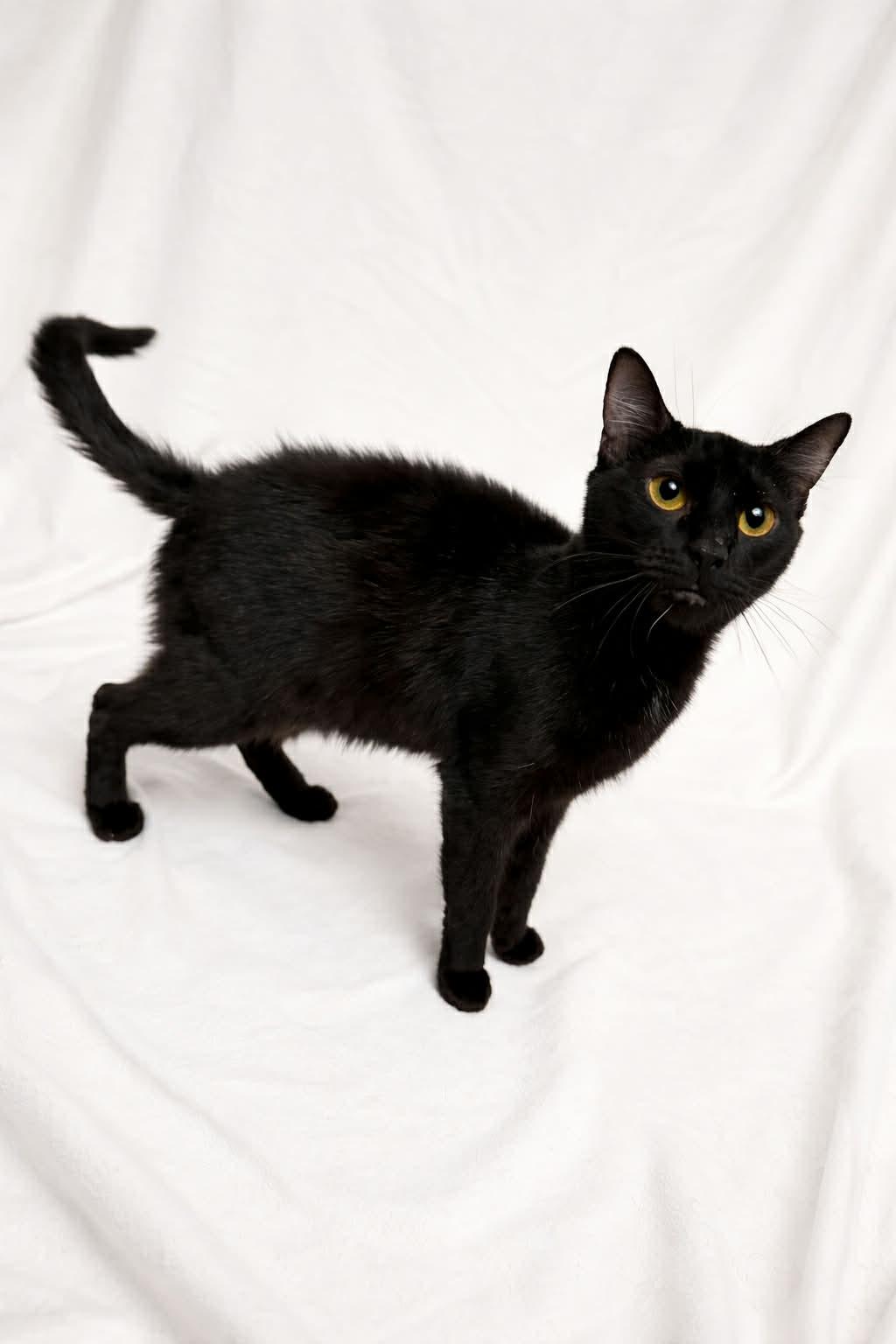 Enlarge Boots, a Adoptable Domestic Short Hair in Elyria, OH image 6/6